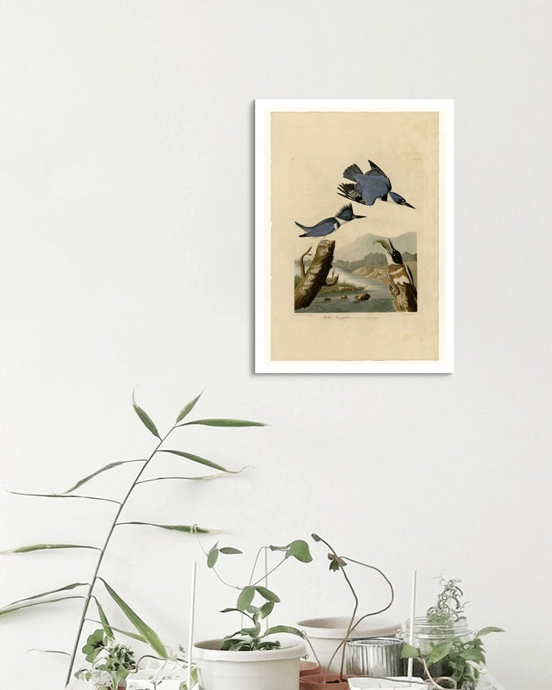 Plate 77 Belted Kingfisher by John James Audubon Naturalism Art