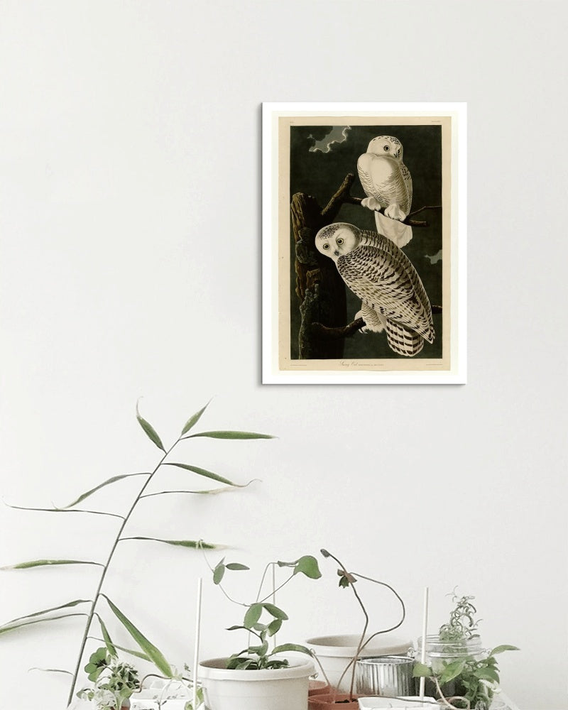 Plate 121 Snowy Owl by John James Audubon Naturalism Art