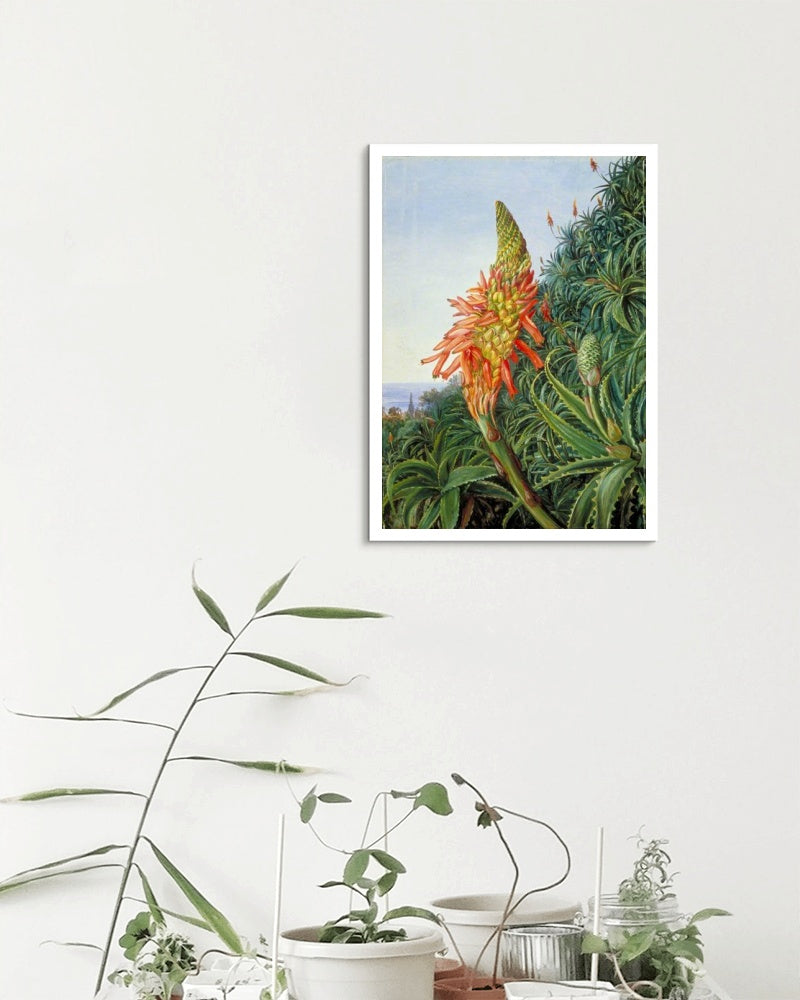 Common Aloe in Flower, Teneriffe by Marianne North Naturalism Art dated 1875