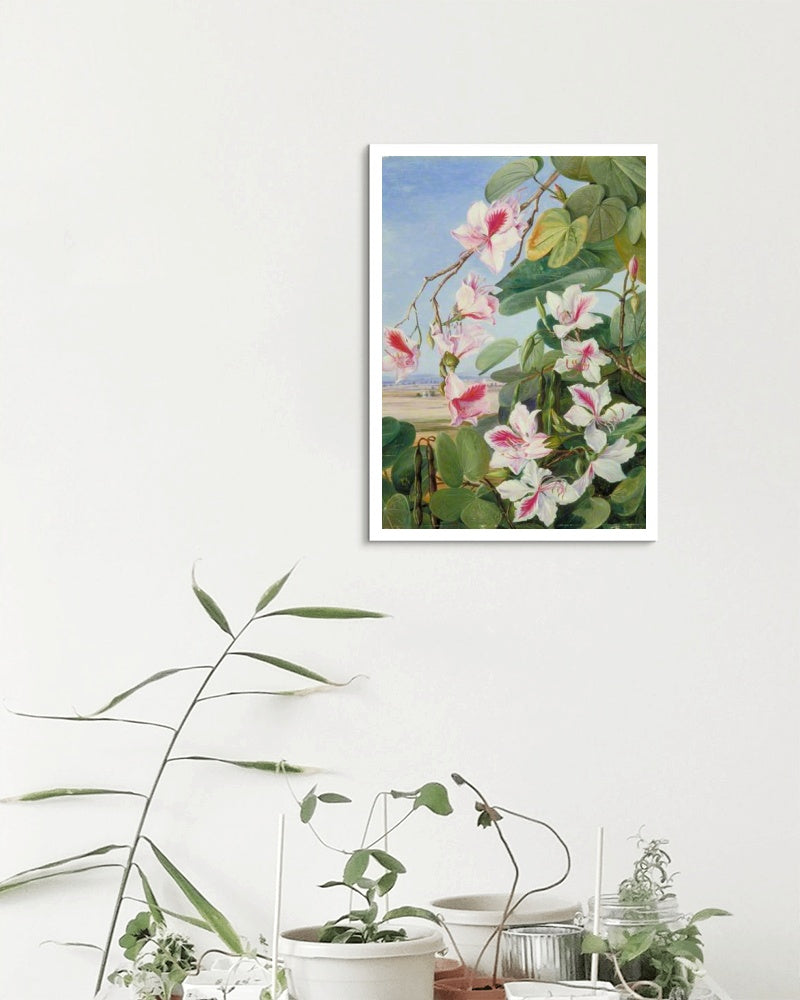 Foliage, Flowers and Fruit of a Common Indian Forest Tree by Marianne North Naturalism Art