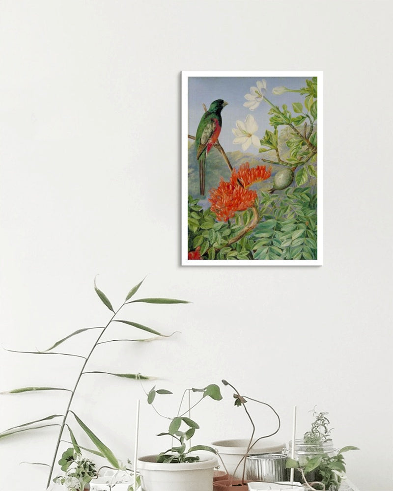 Two Flowering Shrubs of Natal and a Trogon by Marianne North Naturalism Art dated 1882