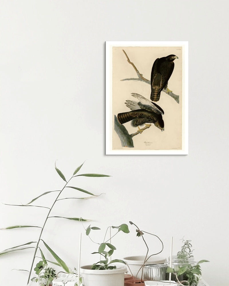 Plate 86 Black Warrior by John James Audubon Naturalism Art