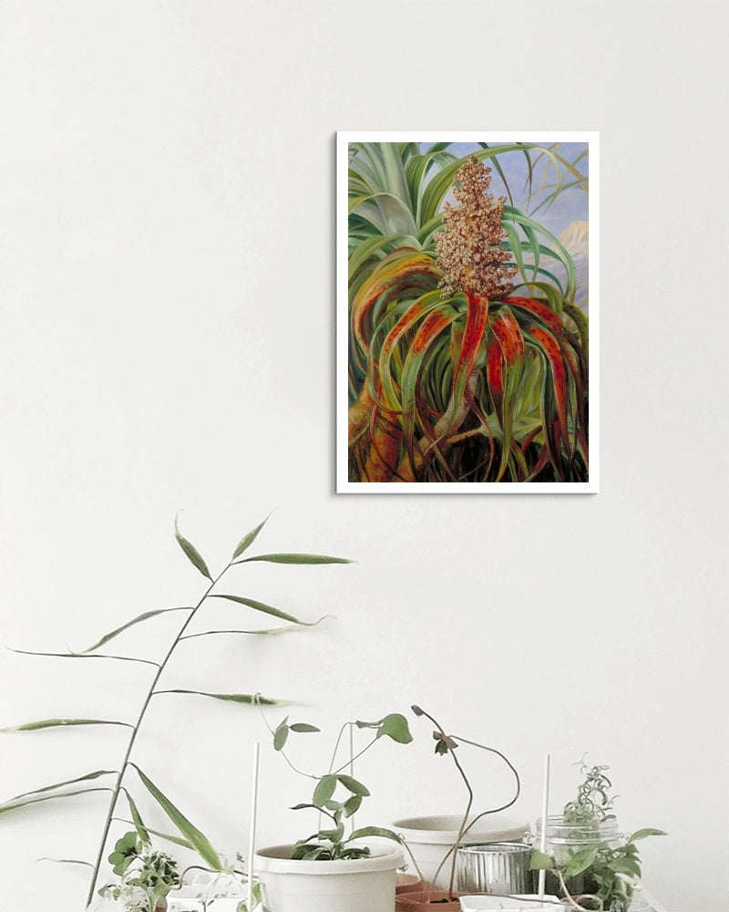 A New Zealand Dracophyllum by Marianne North Naturalism Art dated 1880