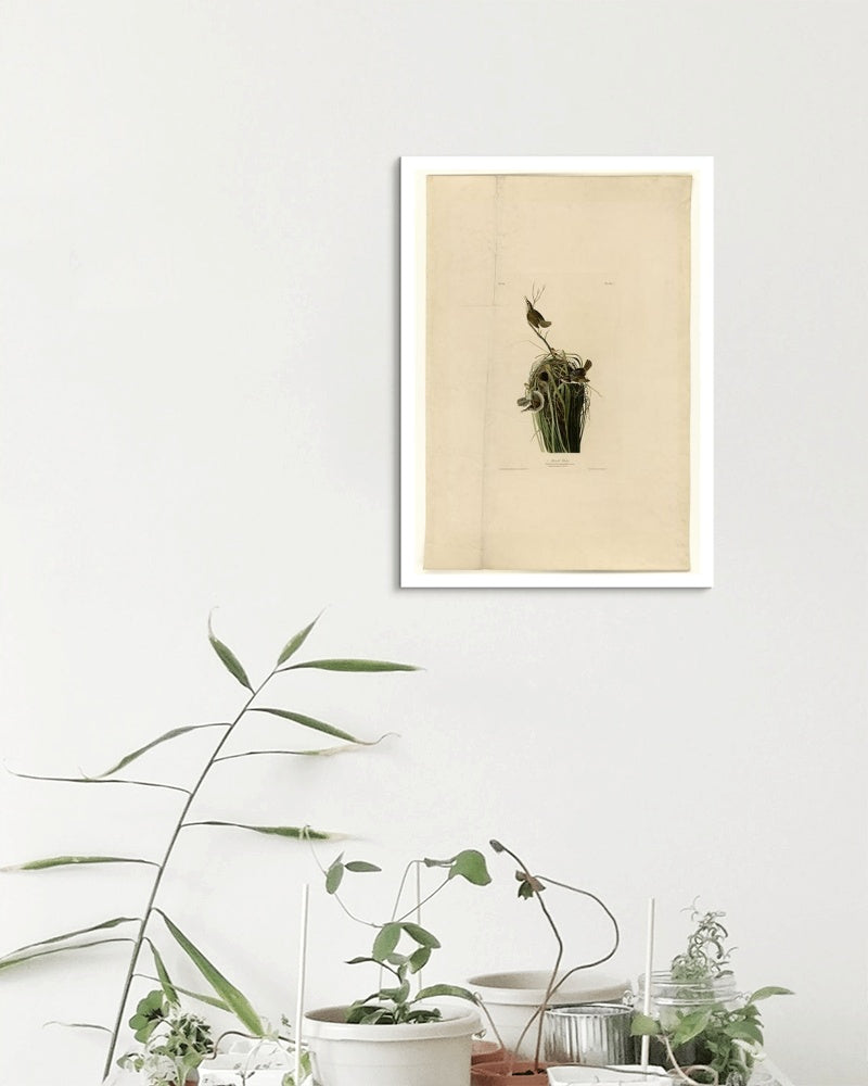 Plate 100 Marsh Wren by John James Audubon Naturalism Art