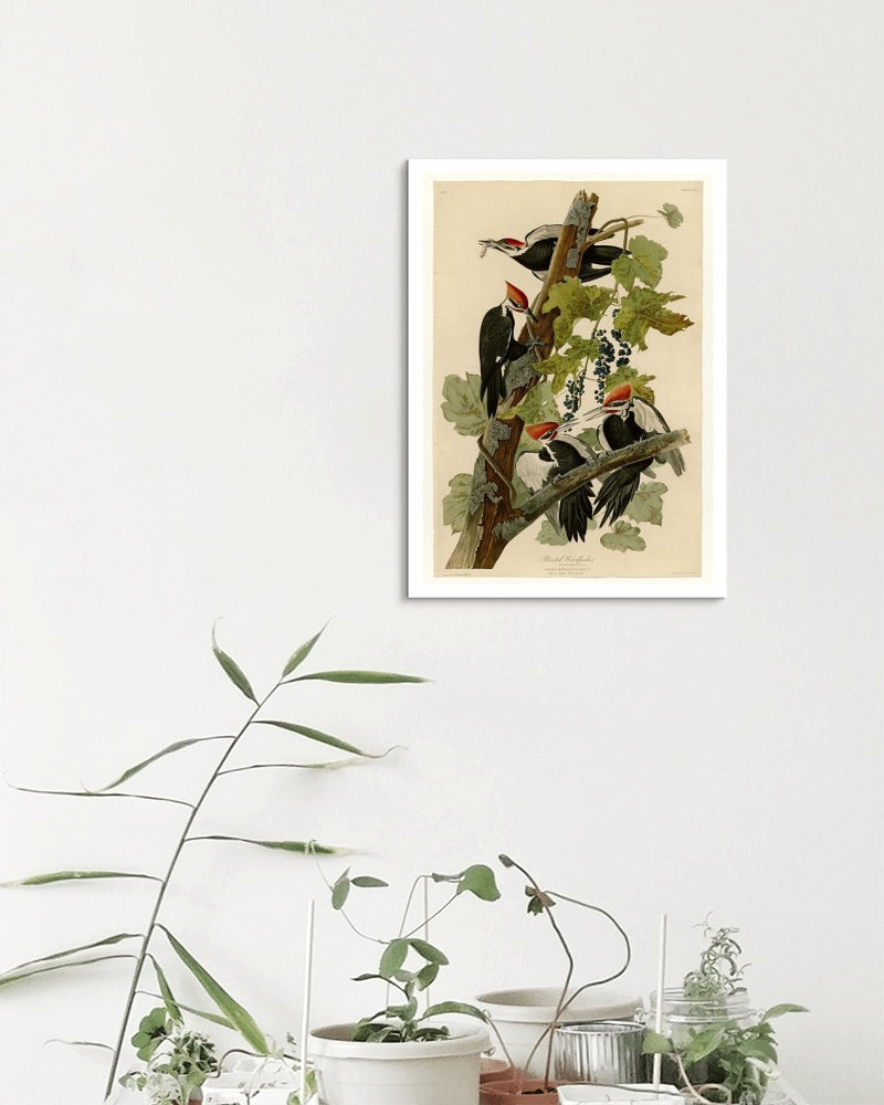 Plate 111 Pileated Woodpecker by John James Audubon Naturalism Art