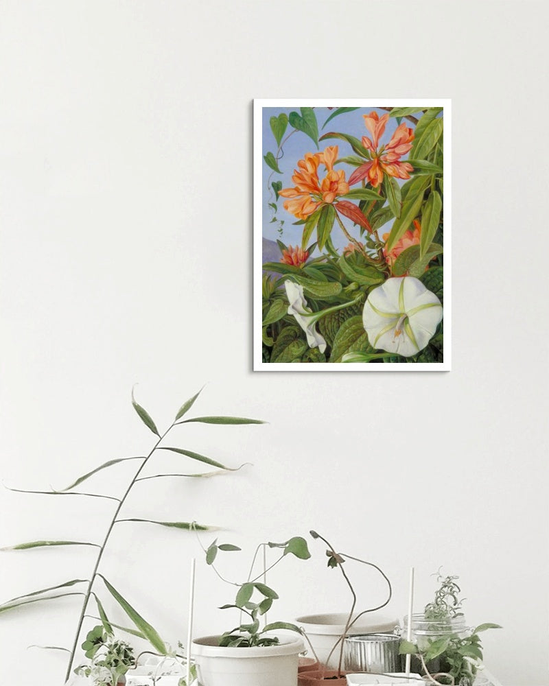 A Javan Rhododendron and Ipomoea by Marianne North Naturalism Art dated 1876