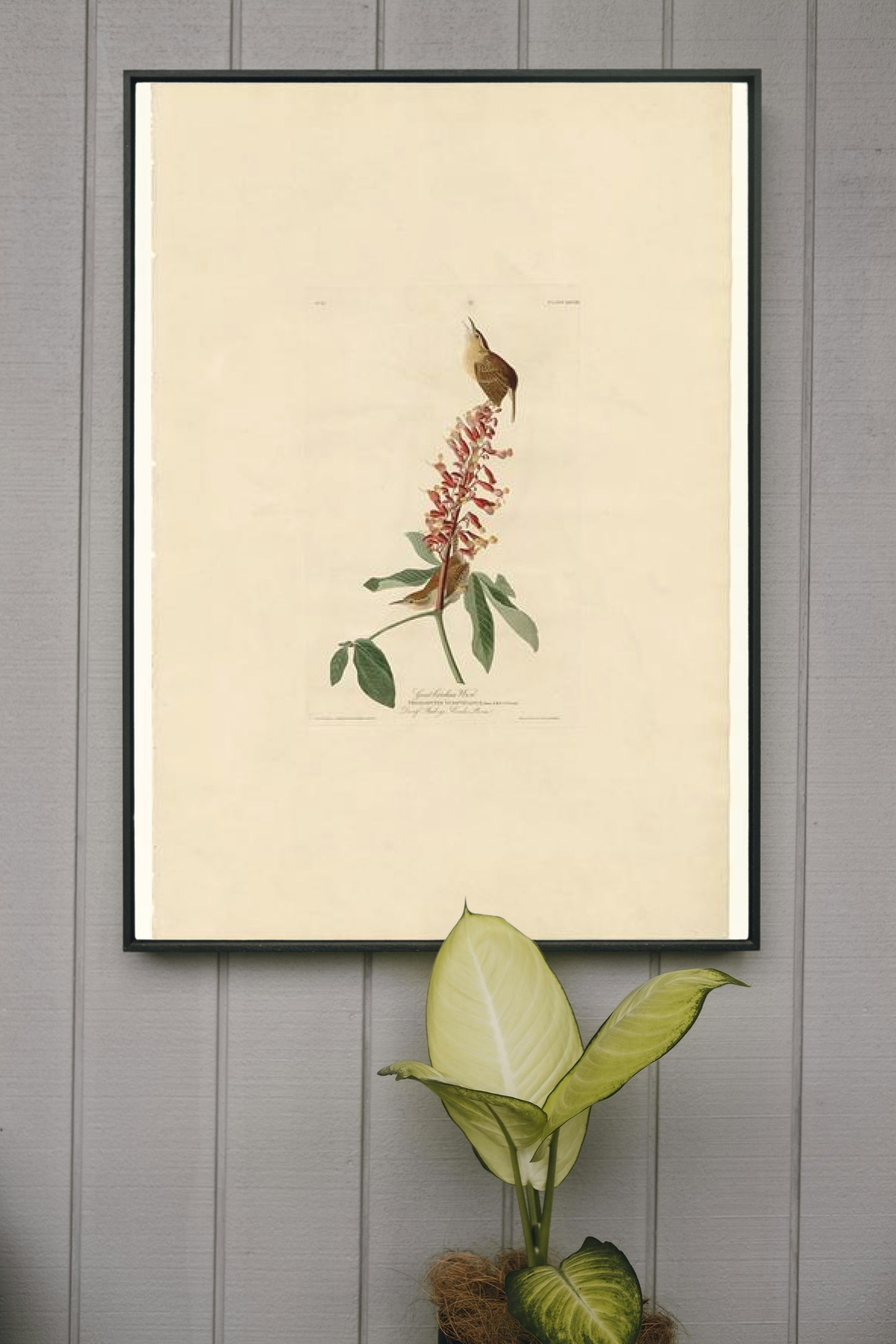 Plate 78 Great Carolina Wren by John James Audubon Naturalism Art