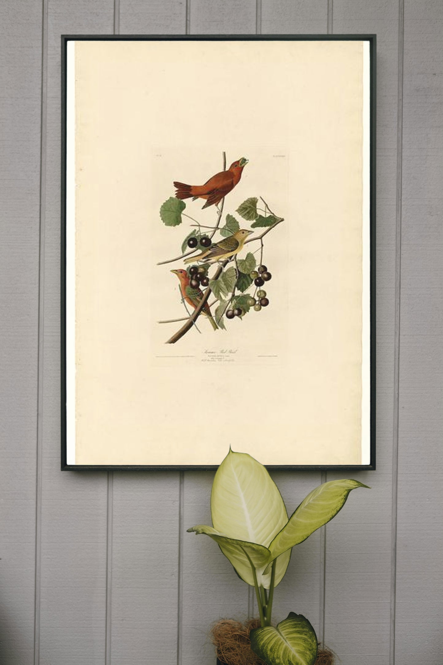 Plate 44. Summer Red Bird by John James Audubon Naturalism Art