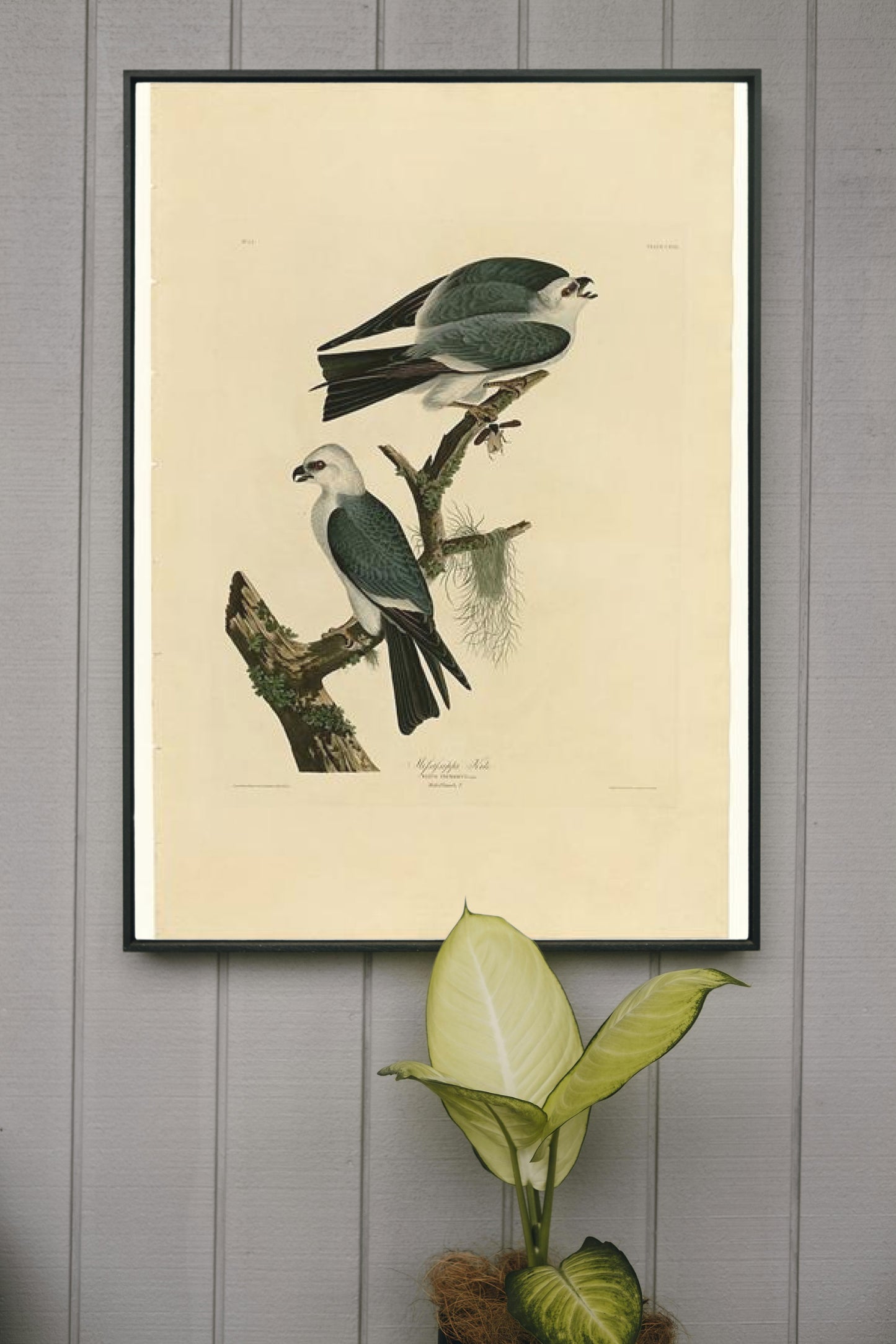 Plate 117 Mississippi Kite by John James Audubon Naturalism Art