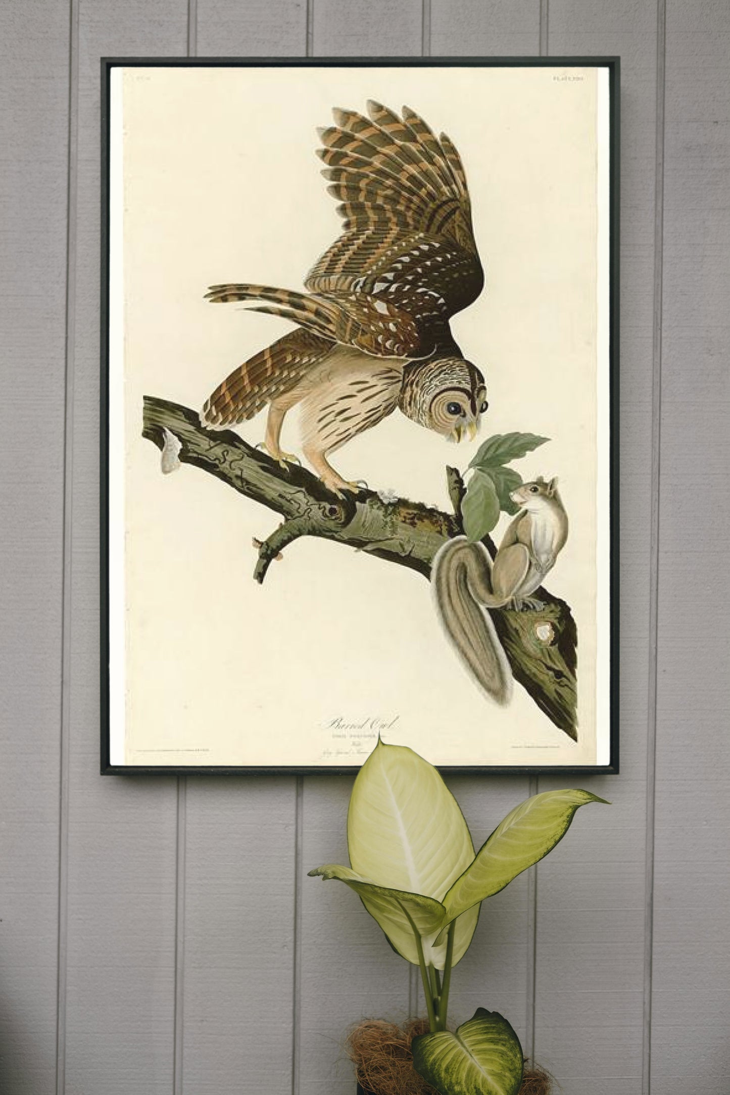 Plate 46. Barred Owl by John James Audubon Naturalism Art