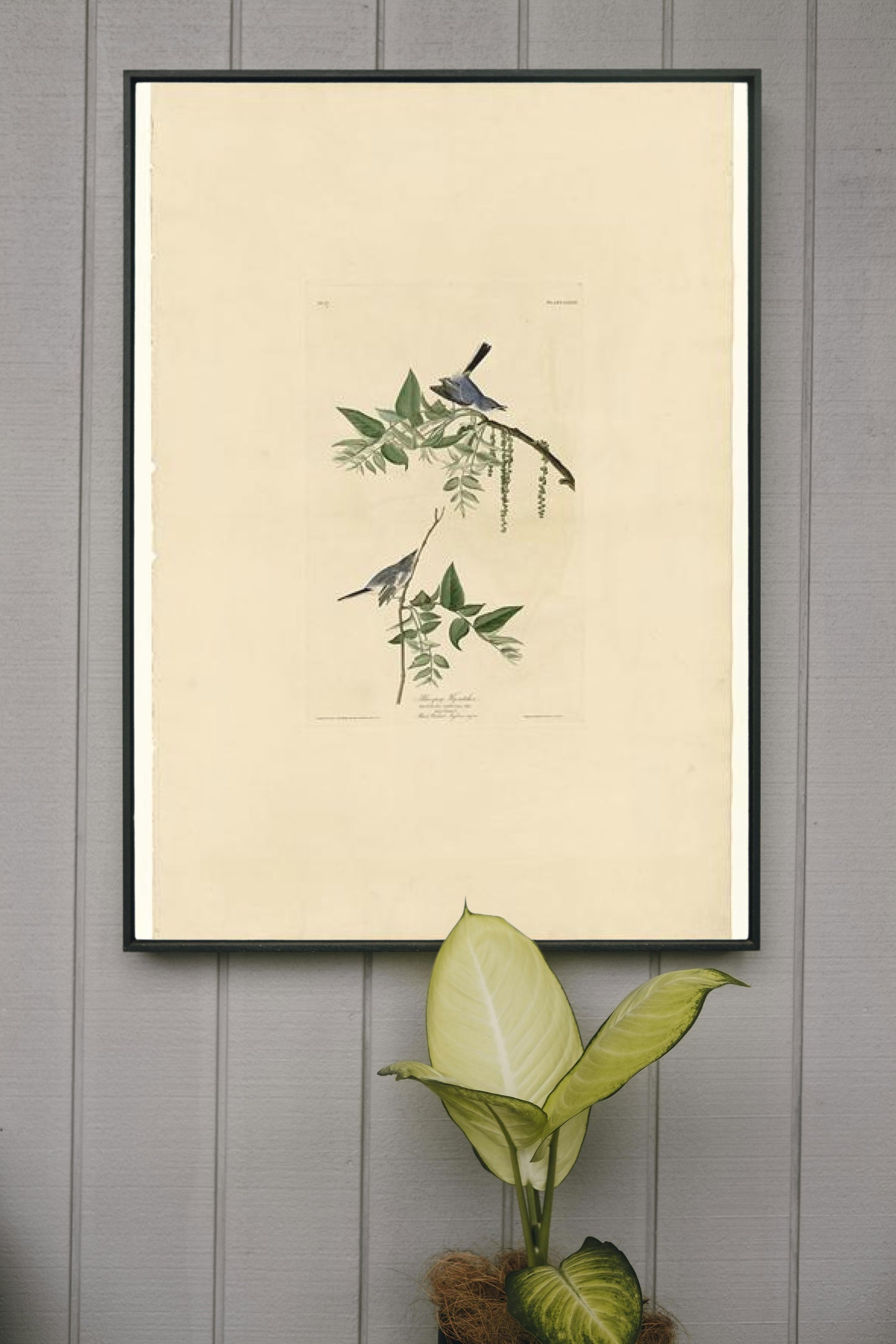 Plate 84 Blue-Grey Fly-catcher by John James Audubon Naturalism Art