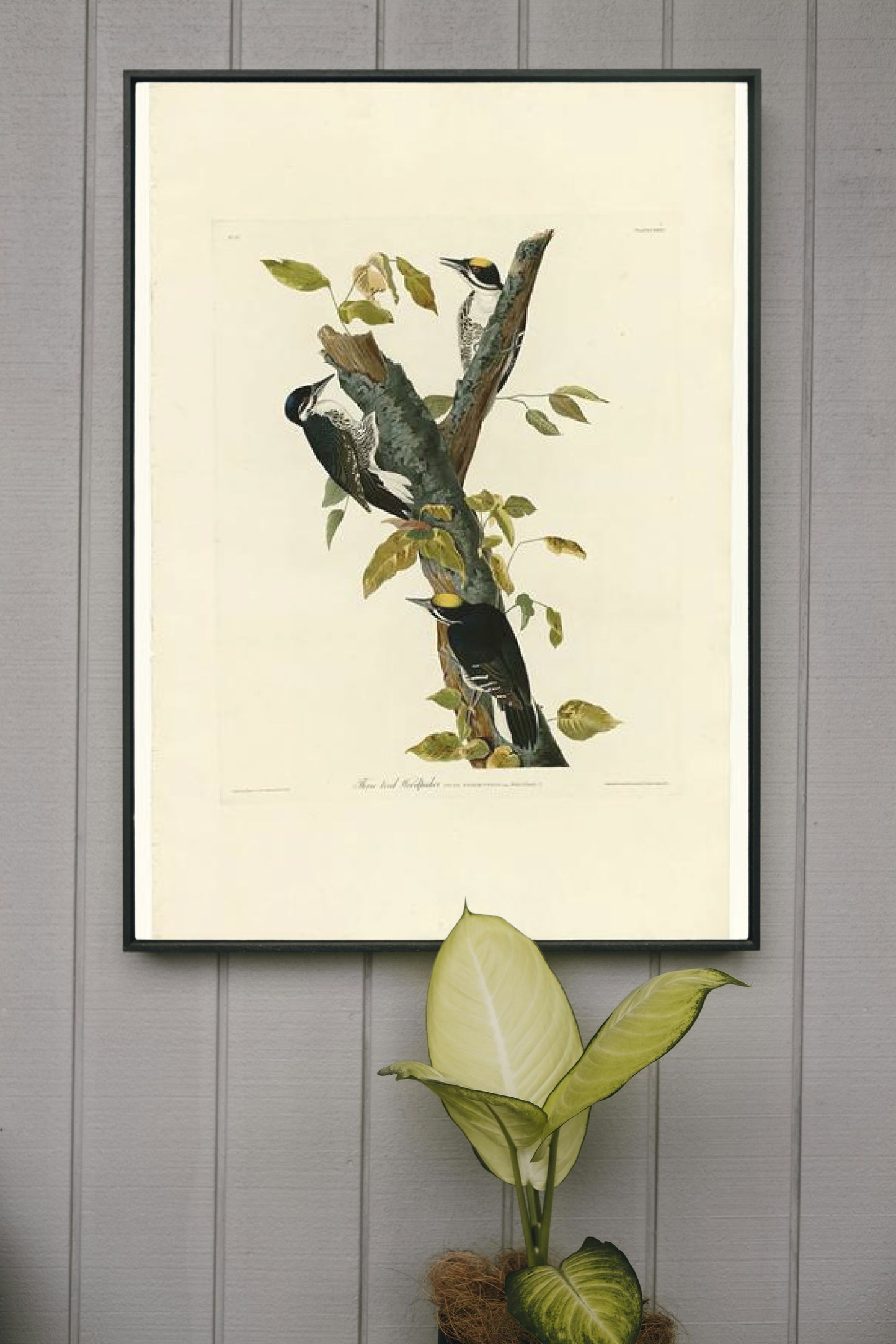 Plate 132 Three-toed Woodpecker by John James Audubon Naturalism Art