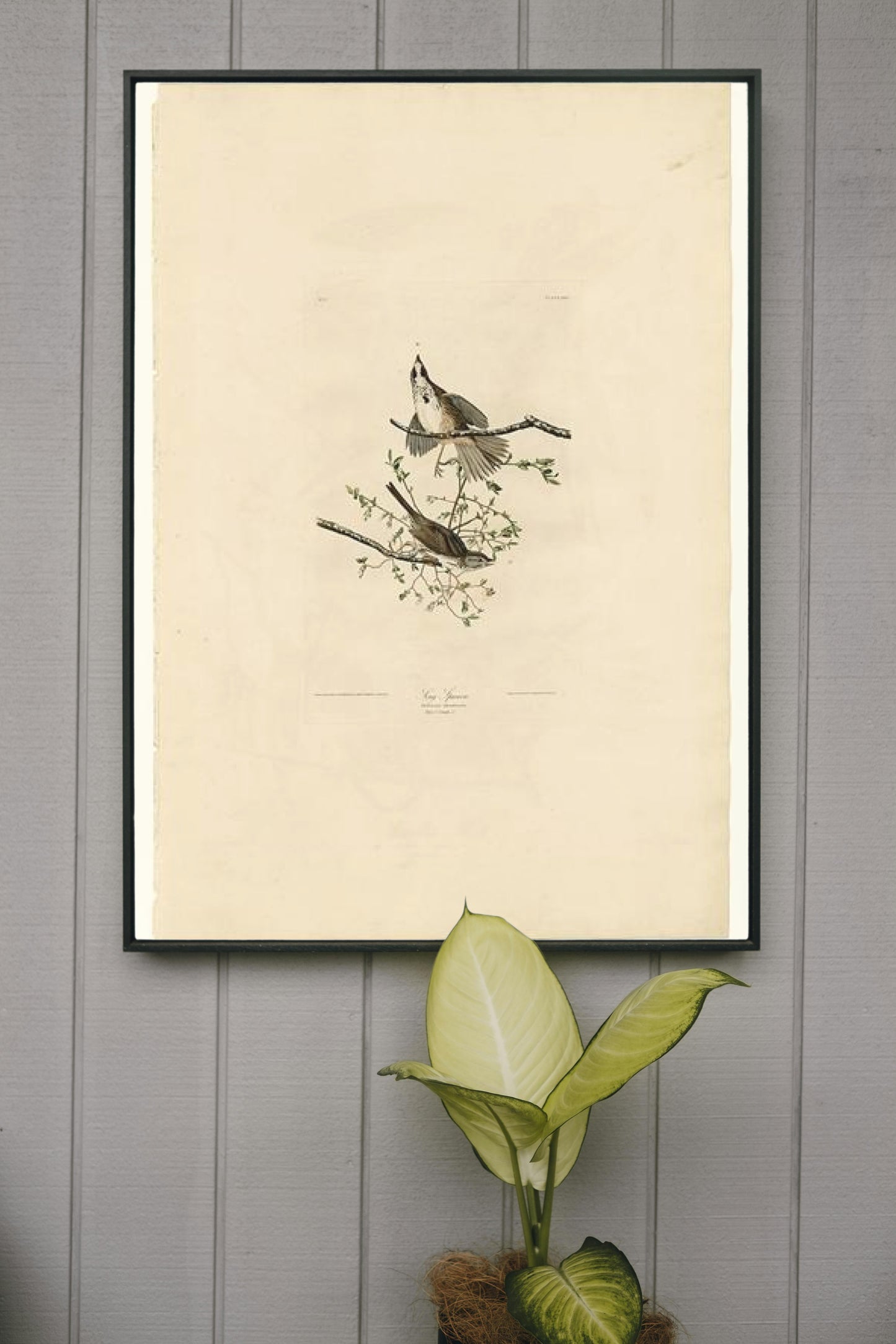 Plate 25. Song Sparrow by John James Audubon Naturalism Art