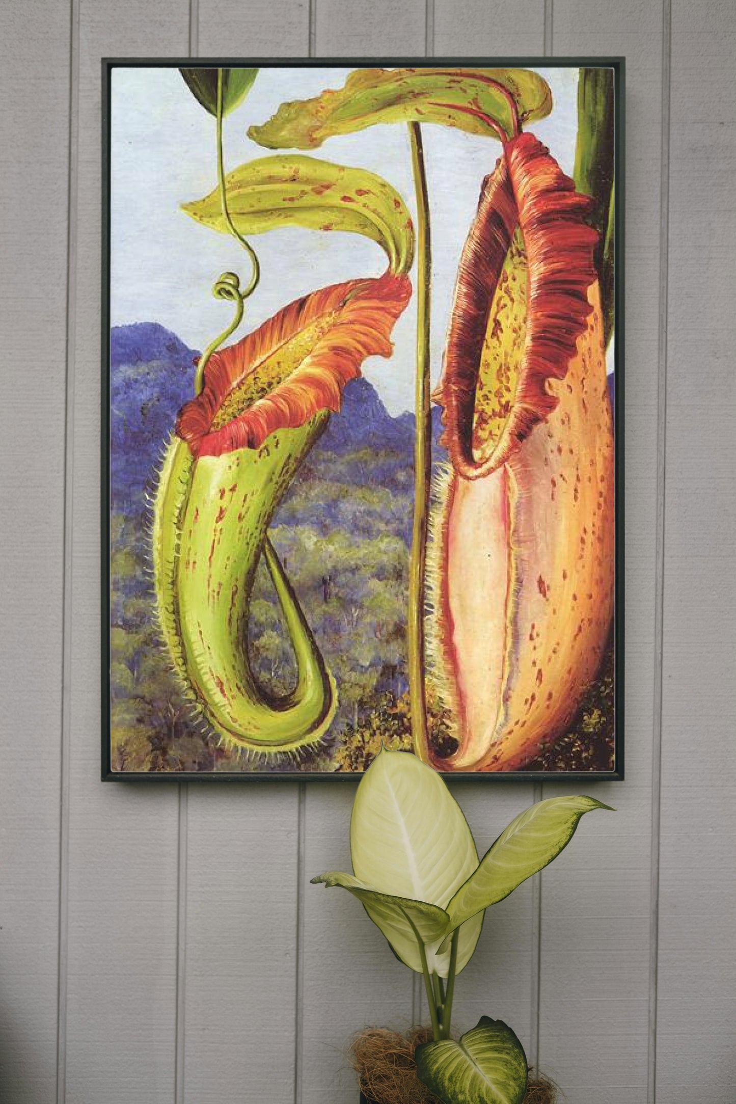 Nepenthes northiana by Marianne North Naturalism Art dated 1876