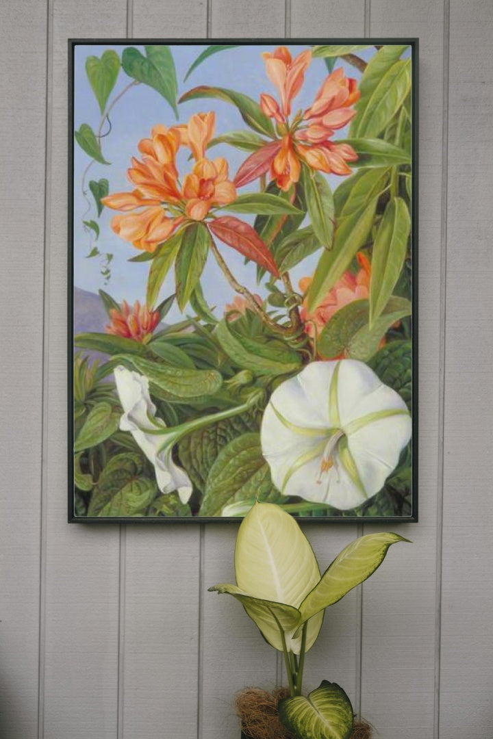 Ipomoea by Marianne North Naturalism Art