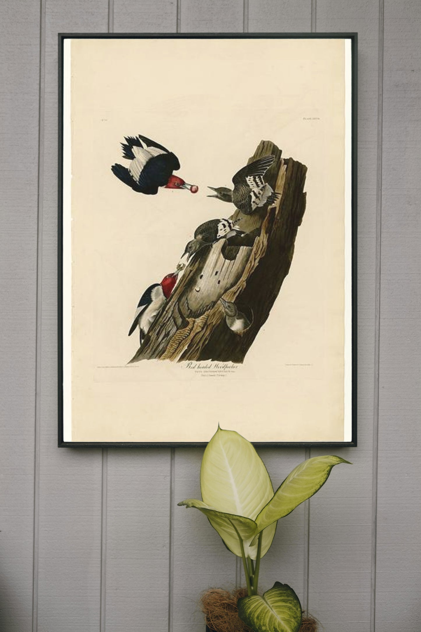 Plate 27. Red headed Woodpecker by John James Audubon Naturalism Art