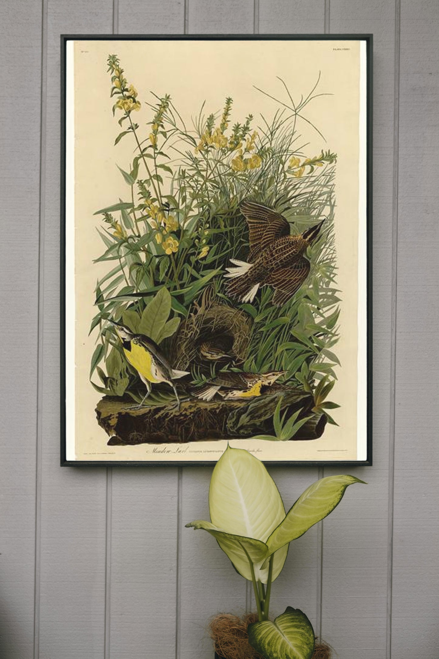 Plate 136 Meadow Lark by John James Audubon Naturalism Art