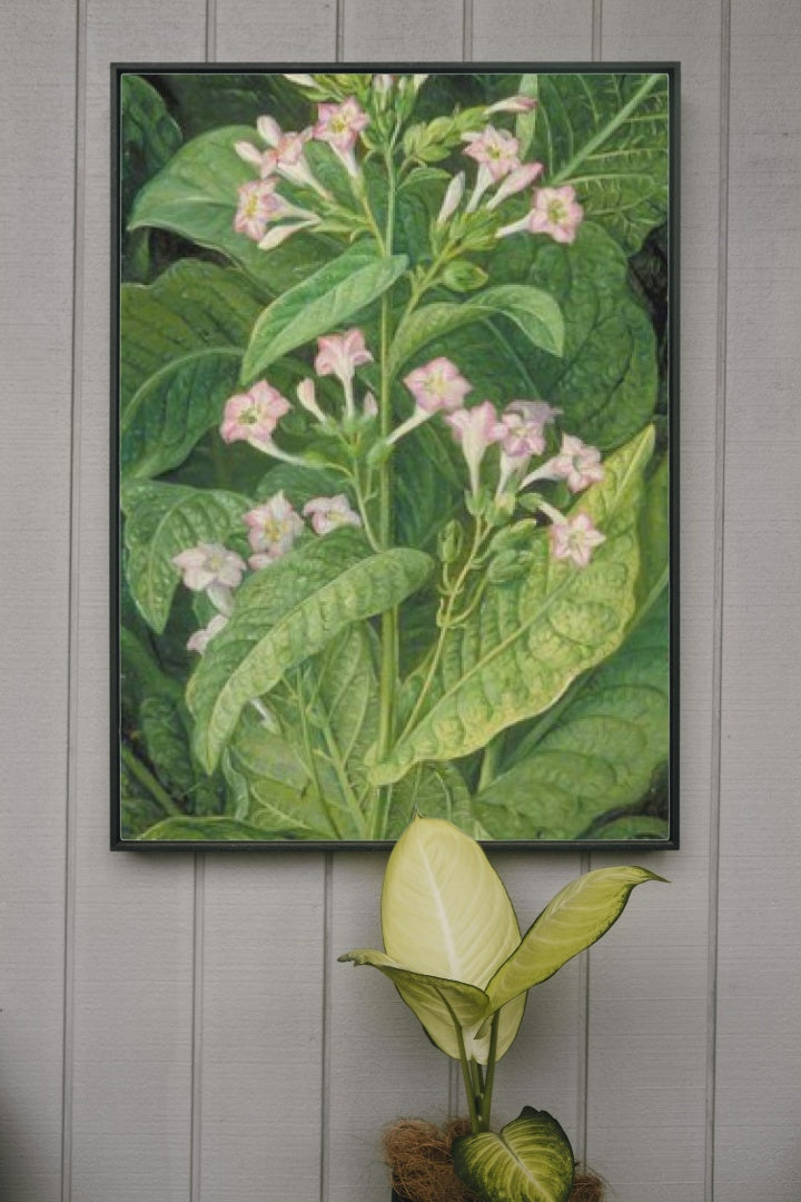 Common Tobacco by Marianne North Naturalism Art