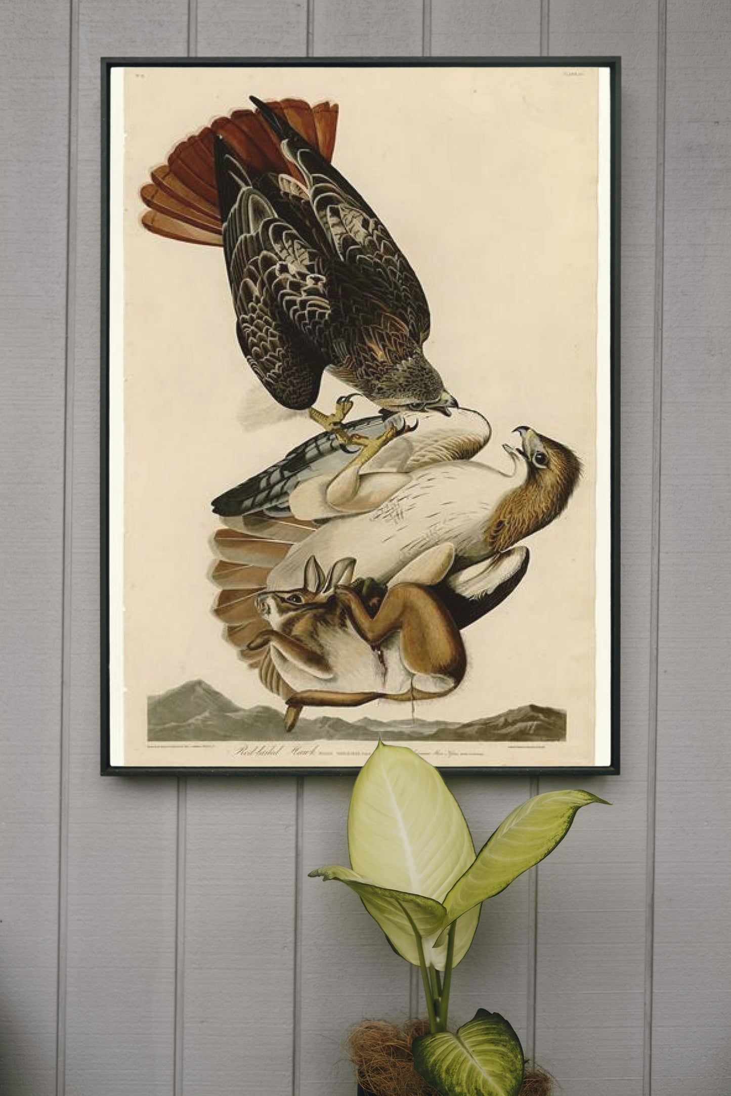 Plate 51. Red-tailed Hawk by John James Audubon Naturalism Art