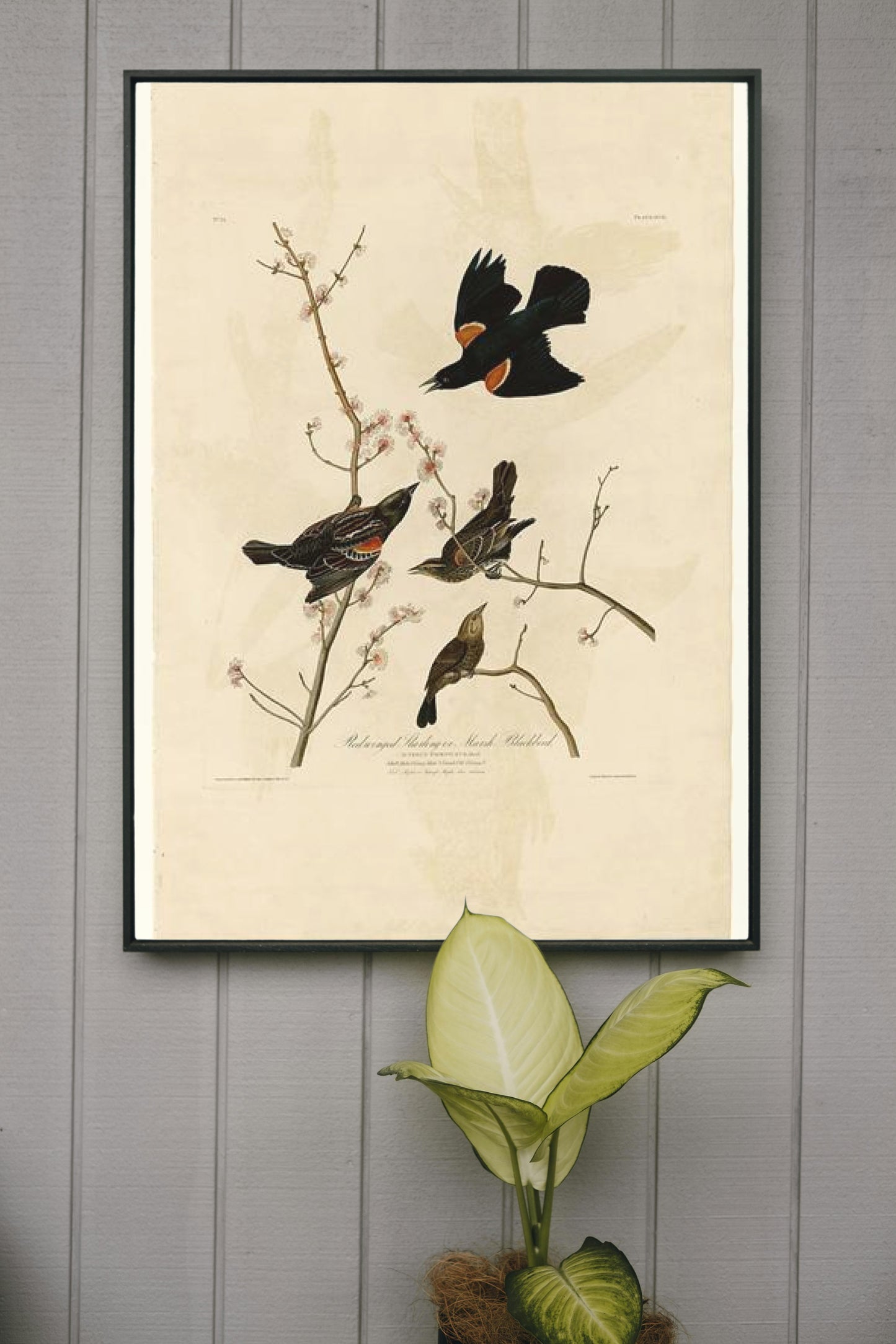 Plate 67 Red-winged Starling or Marsh Blackbird by John James Audubon Naturalism Art