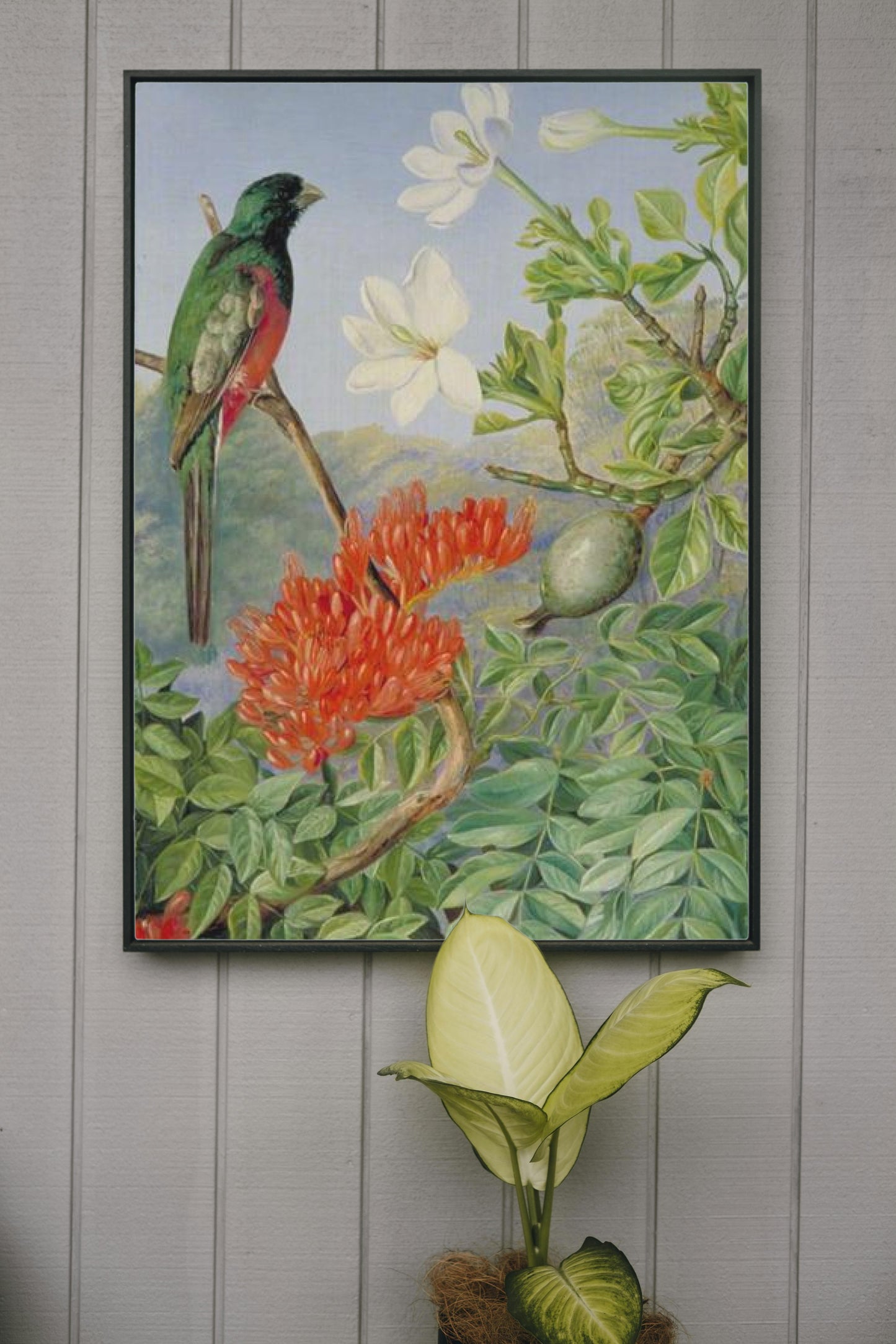 Two Flowering Shrubs of Natal and a Trogon by Marianne North Naturalism Art dated 1882