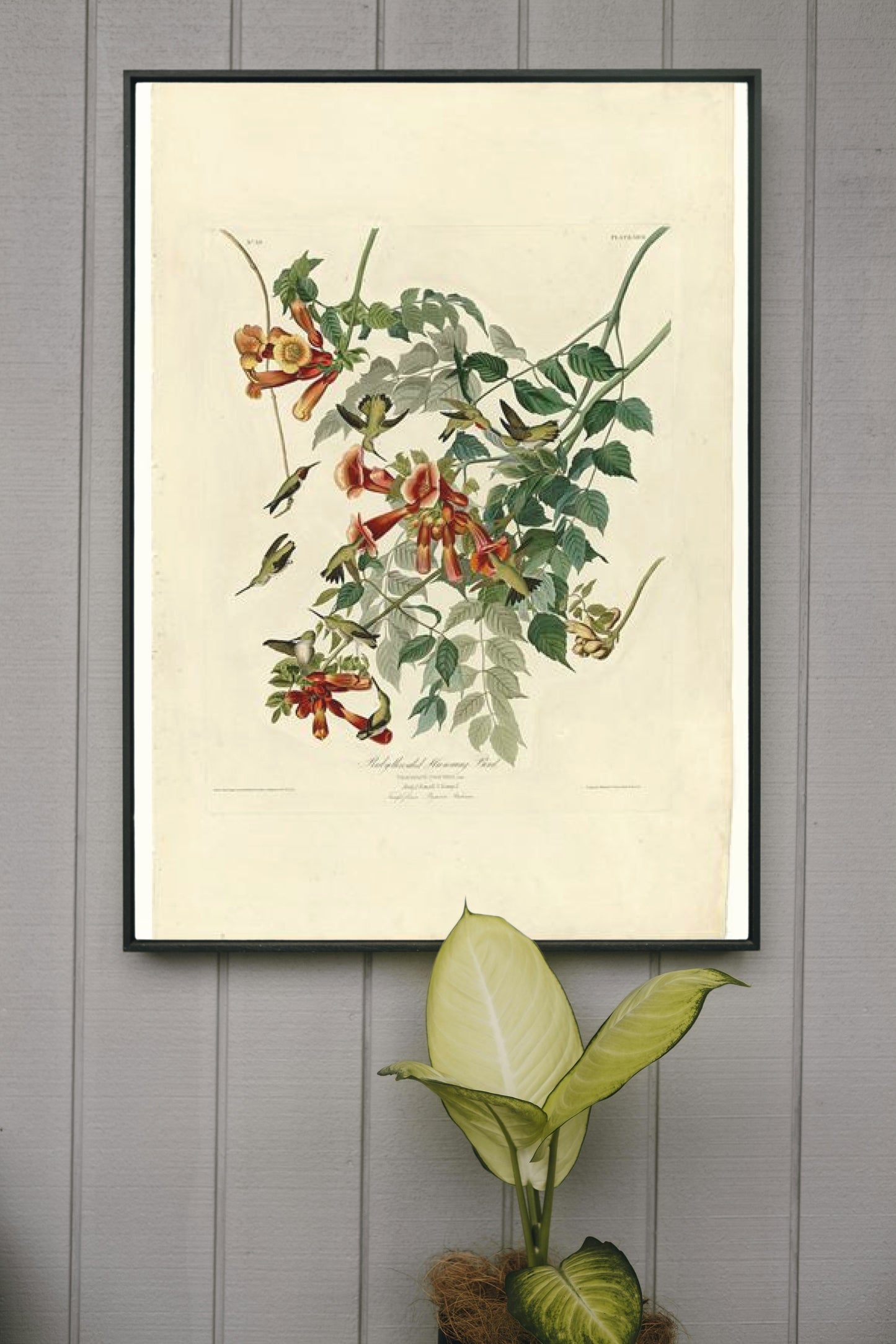 Plate 47. Ruby-throated Humming Bird by John James Audubon Naturalism Art