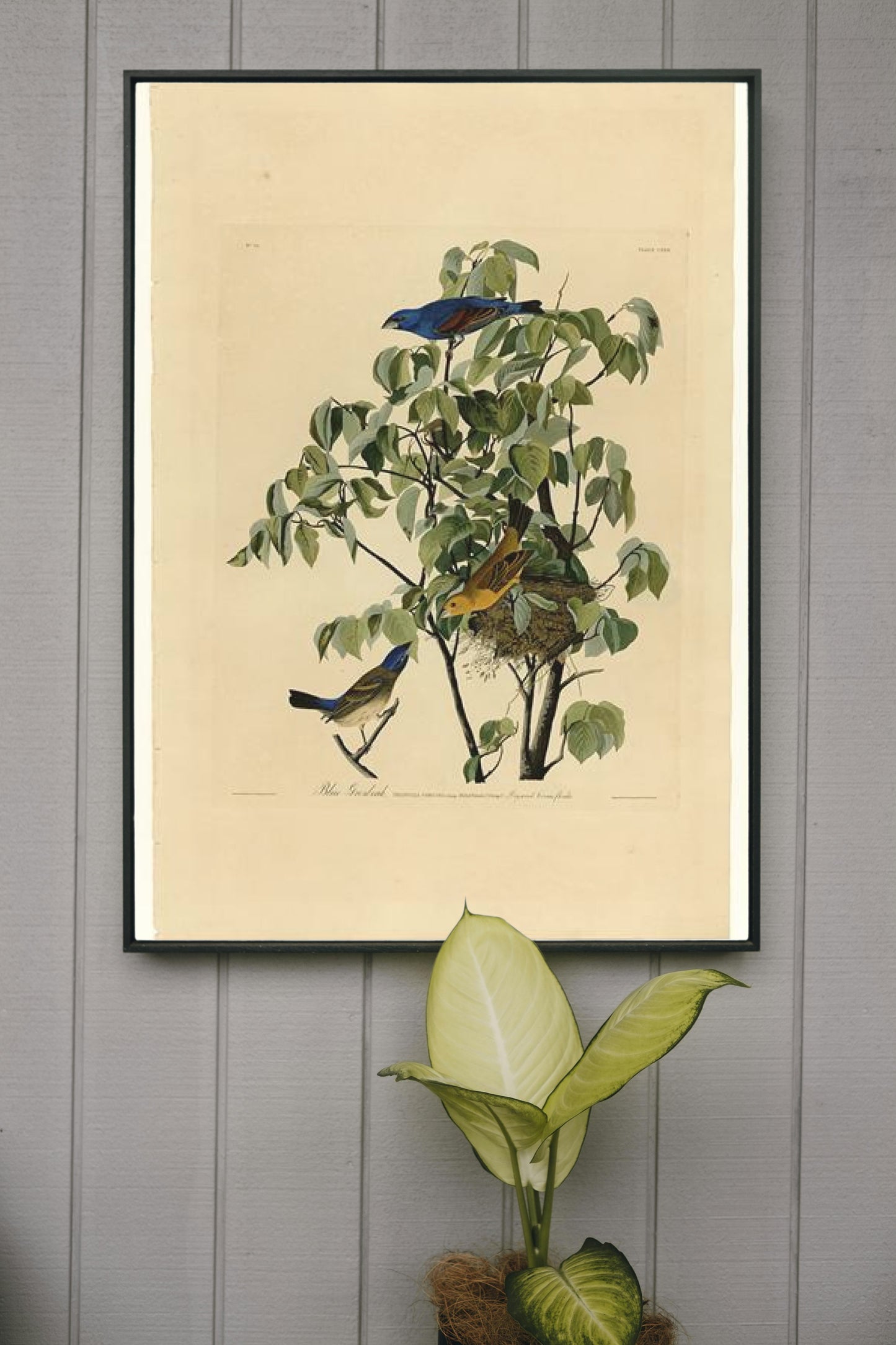 Plate 122 Blue Grosbeak by John James Audubon Naturalism Art