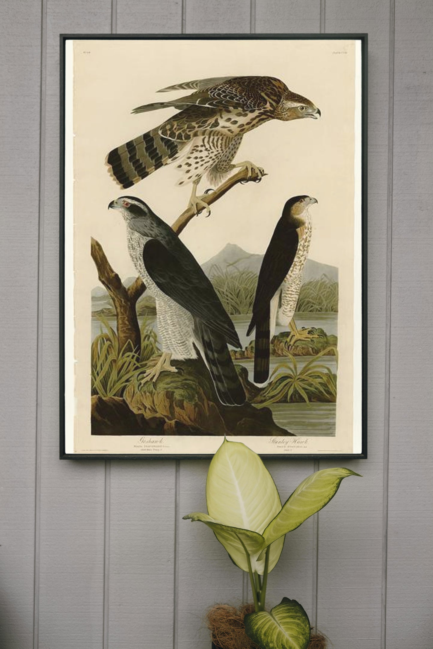 Plate 141 I. Goshawk - 2. Stanley Hawk by John James Audubon Naturalism Art