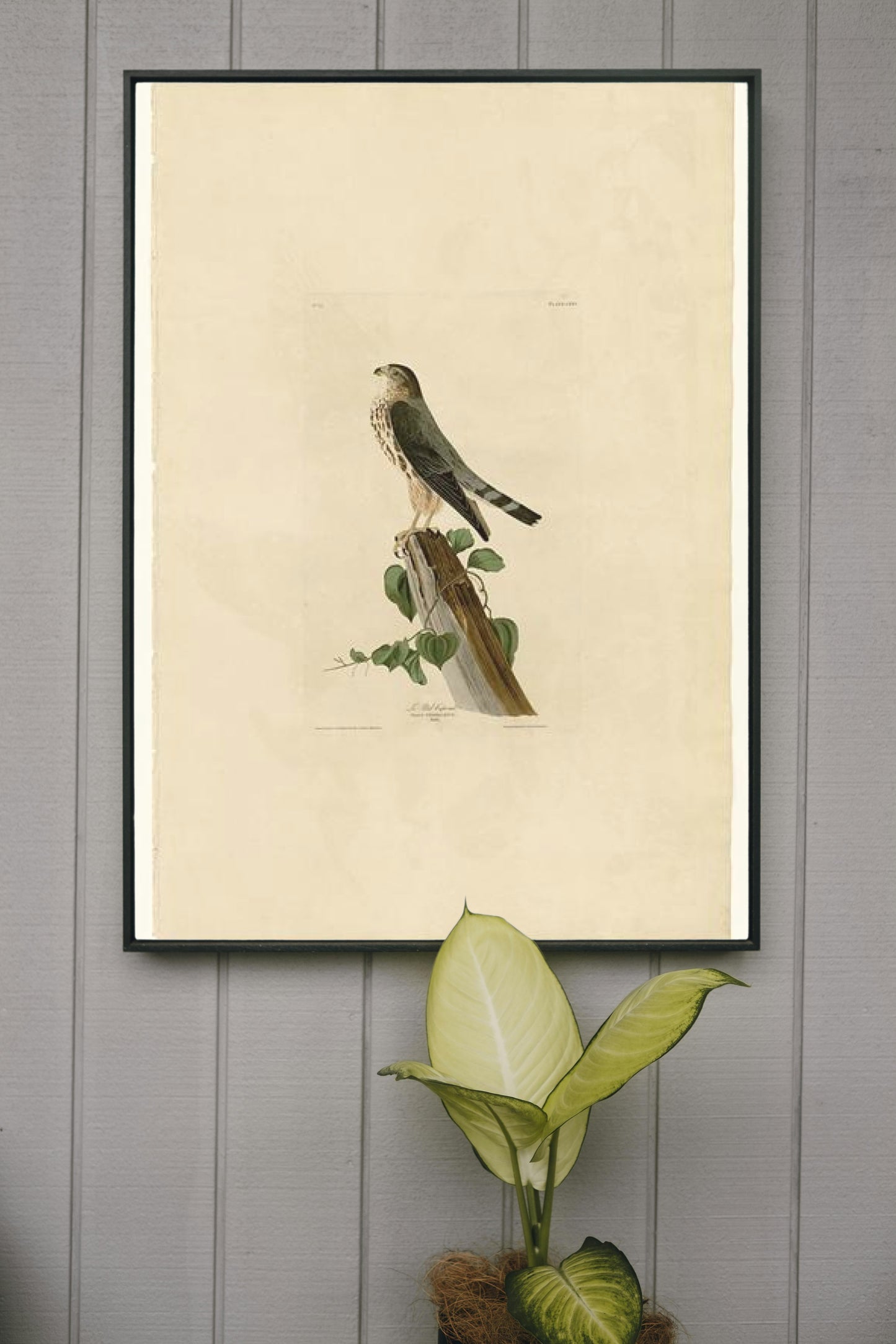 Plate 75 Le Petit Caporal by John James Audubon Naturalism Art