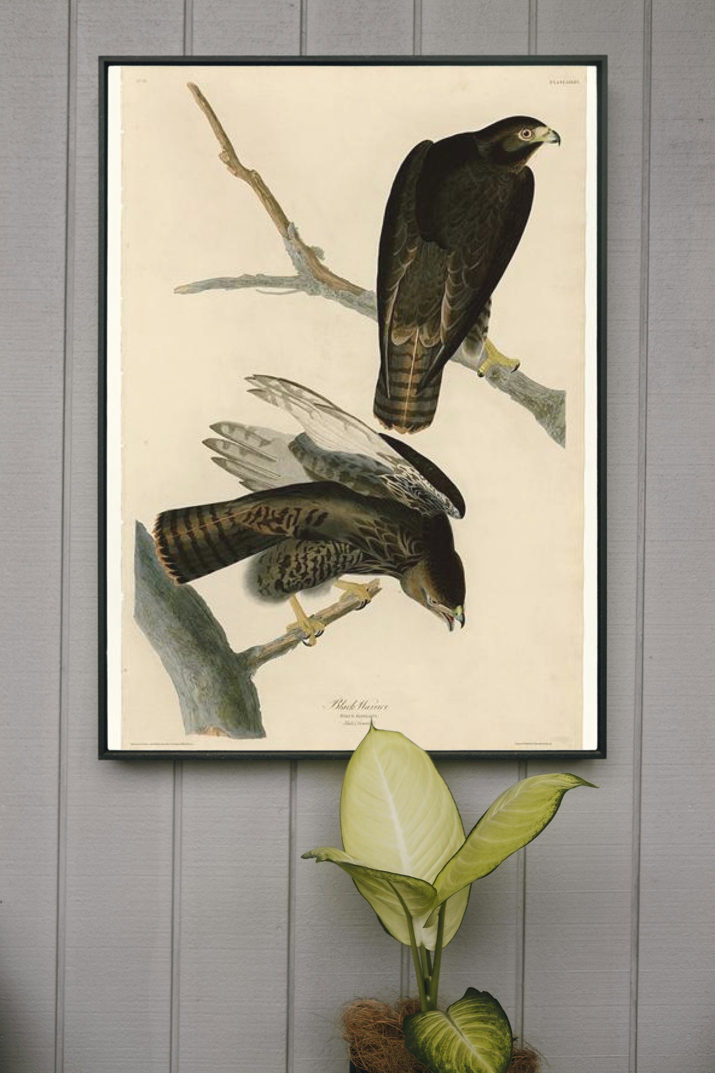 Plate 86 Black Warrior by John James Audubon Naturalism Art