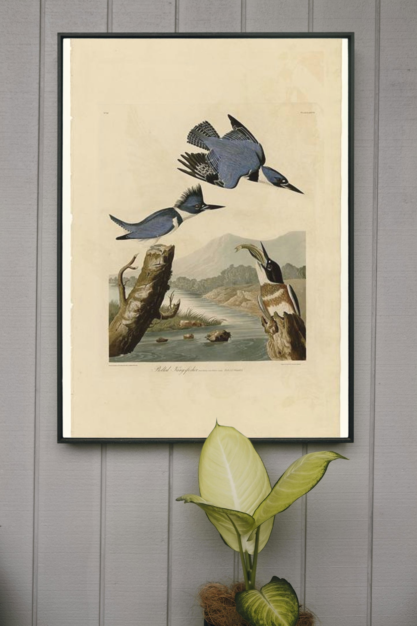 Plate 77 Belted Kingfisher by John James Audubon Naturalism Art