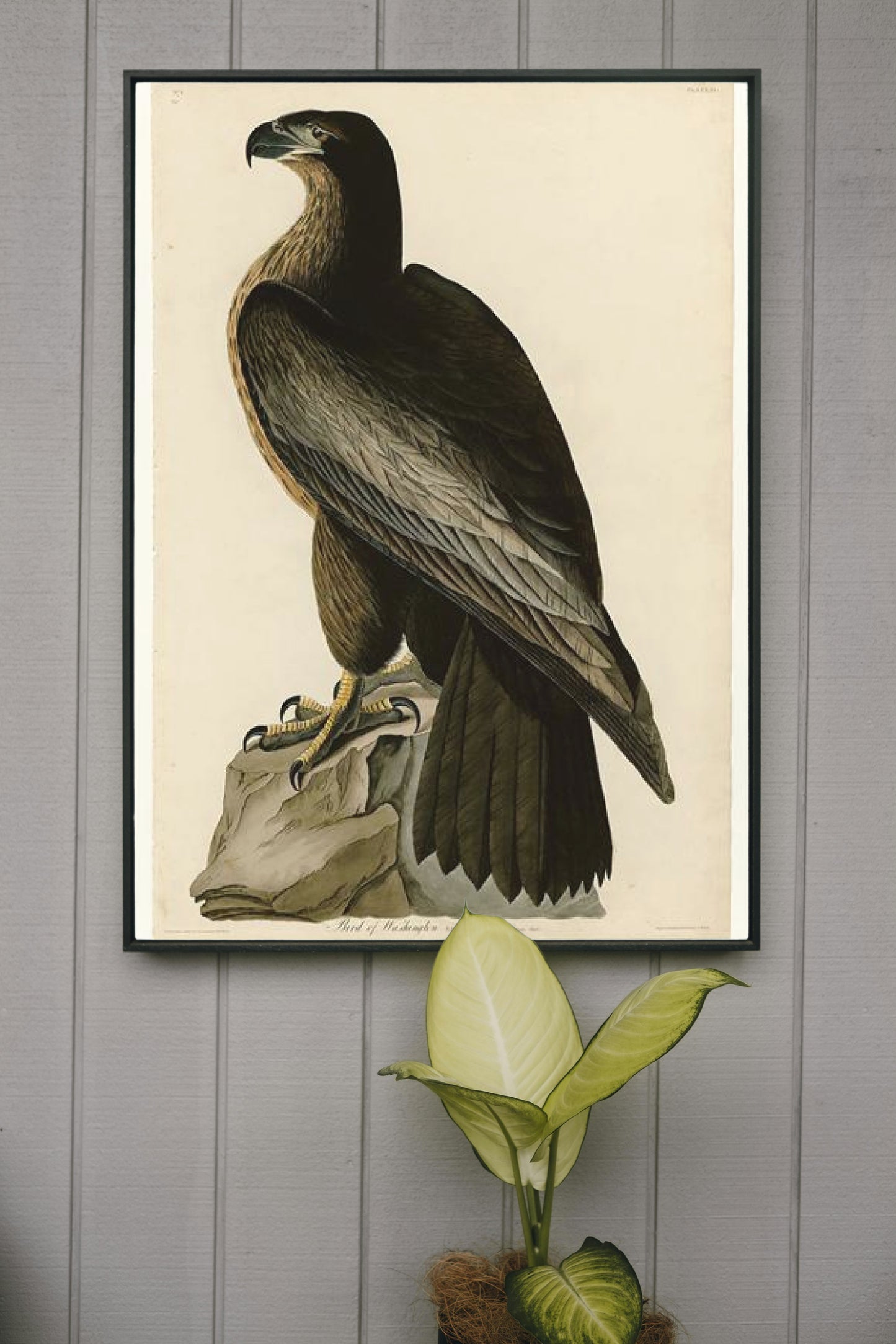 Plate 11. Bird of Washington by John James Audubon Naturalism Art