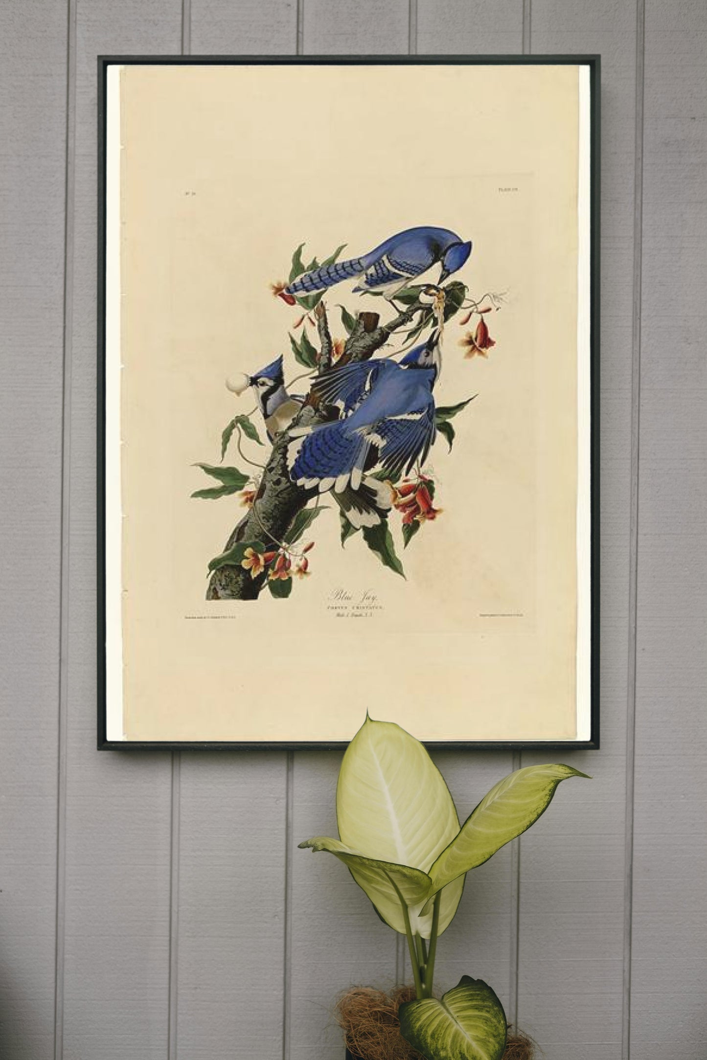 Plate 102 Blue Jay by John James Audubon Naturalism Art