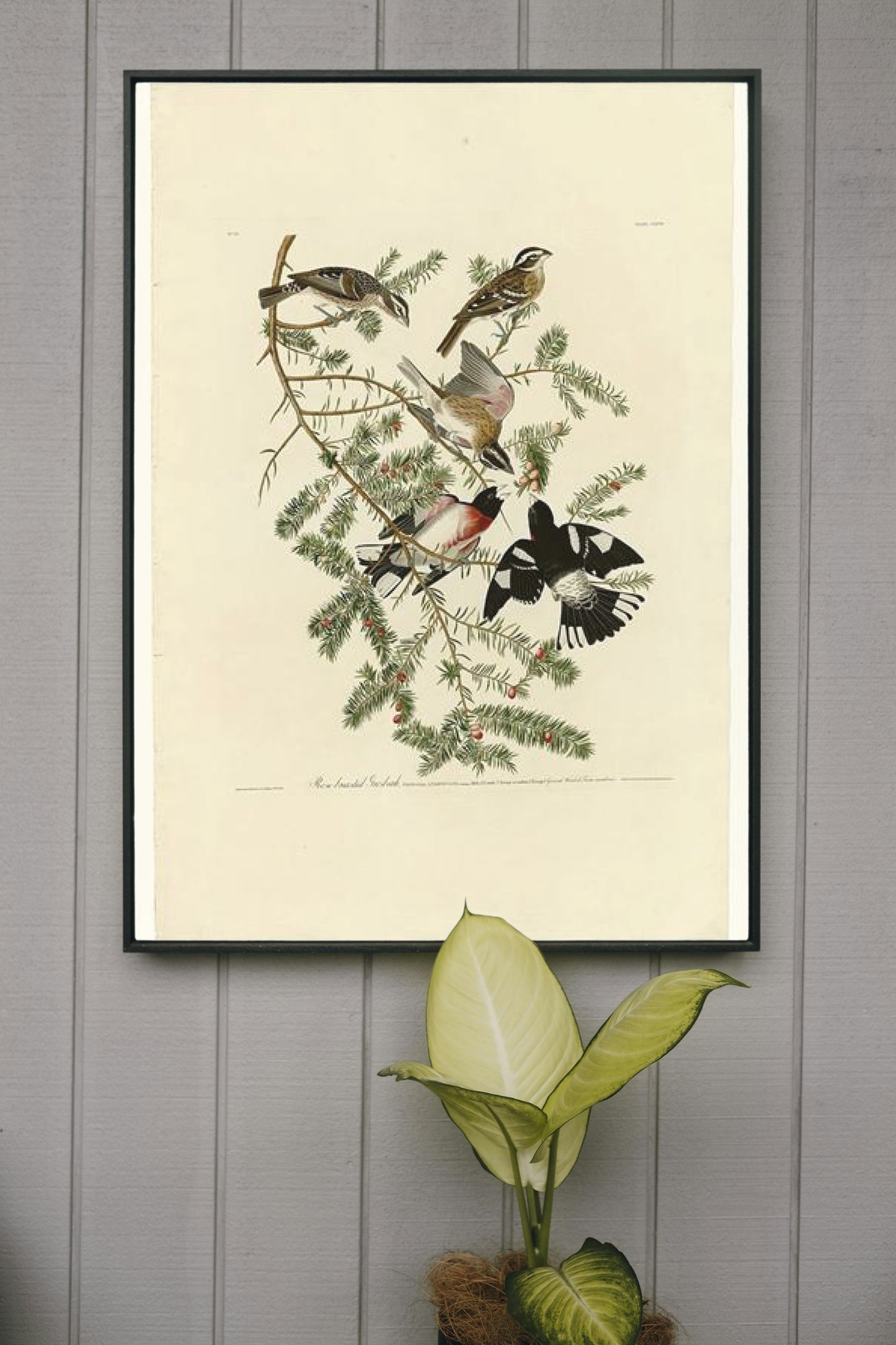 Plate 127 Rose-breasted Grosbeak by John James Audubon Naturalism Art