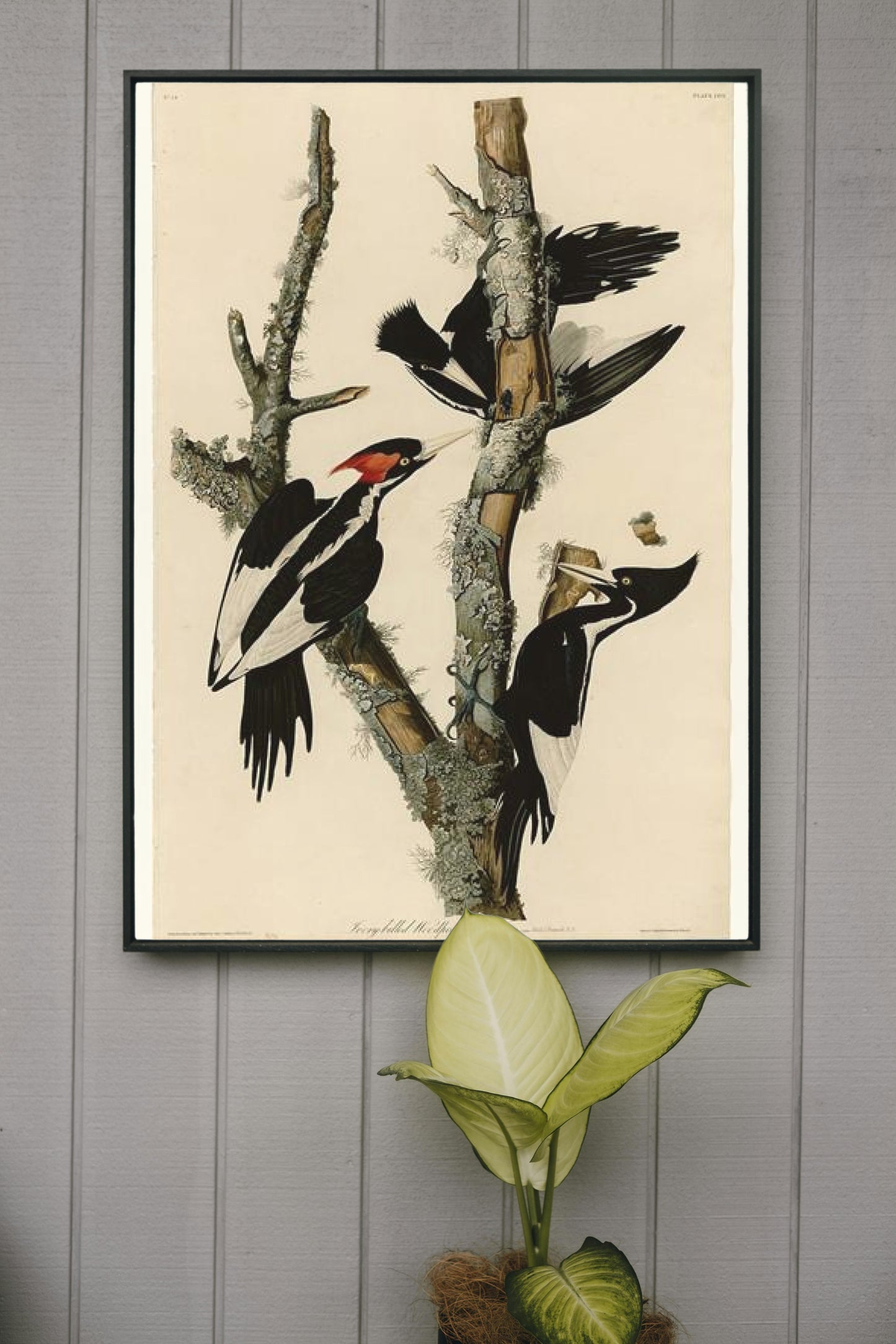 Plate 66 Ivory-billed Woodpecker by John James Audubon Naturalism Art