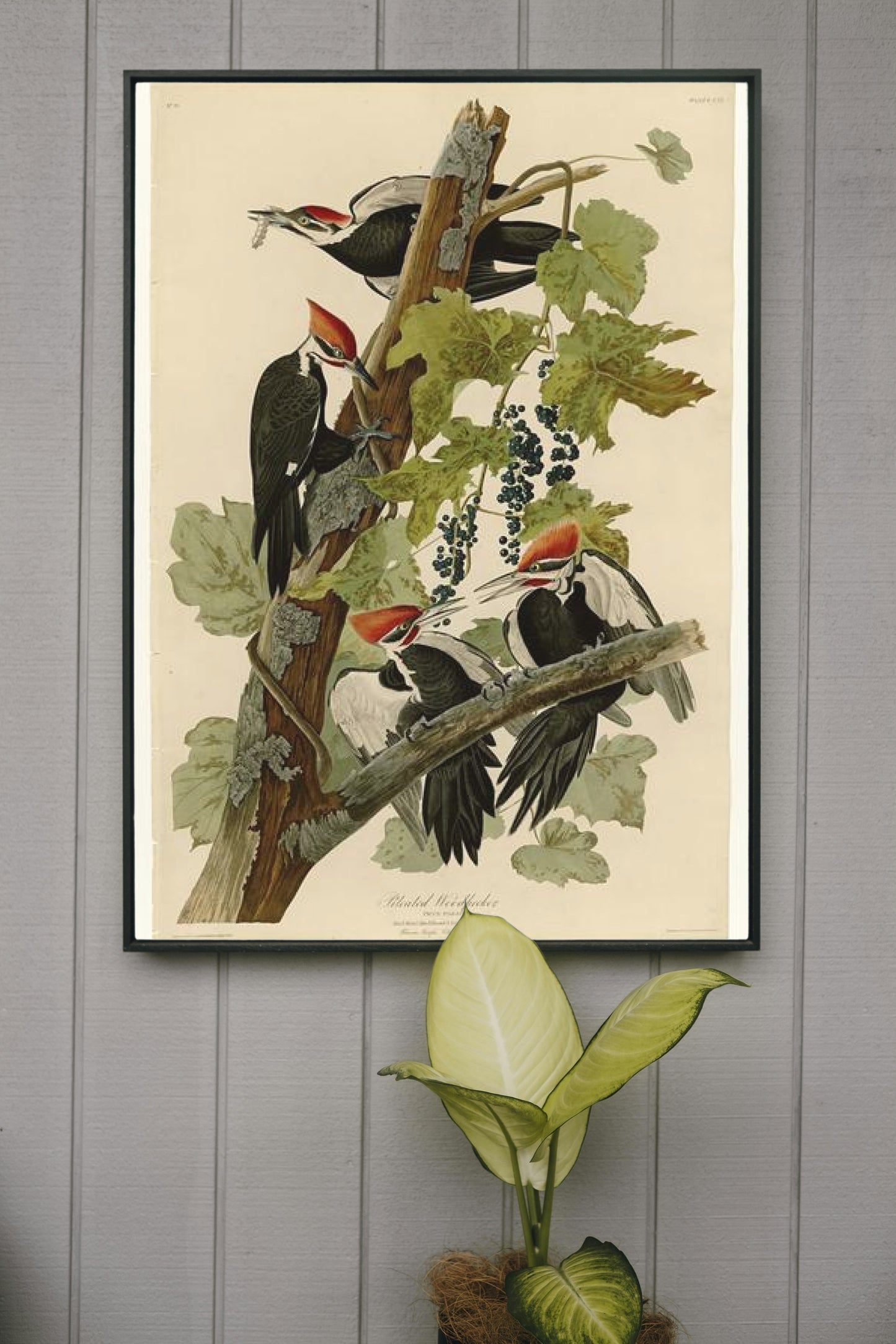 Plate 111 Pileated Woodpecker by John James Audubon Naturalism Art