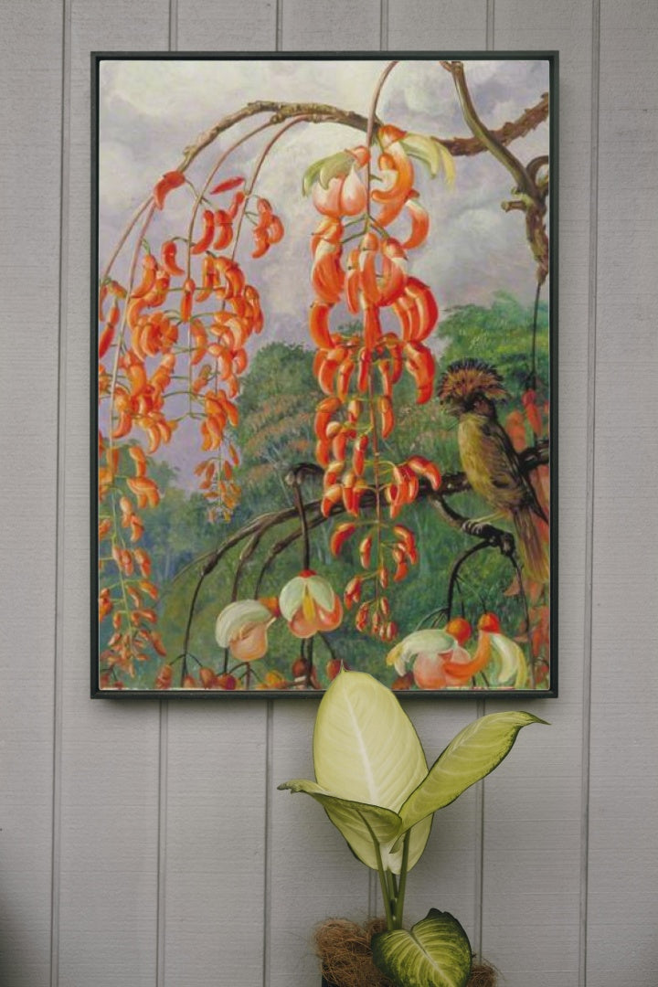 Flowers of a Coral Tree and King of the Flycatchers, Brazil by Marianne North Naturalism Art