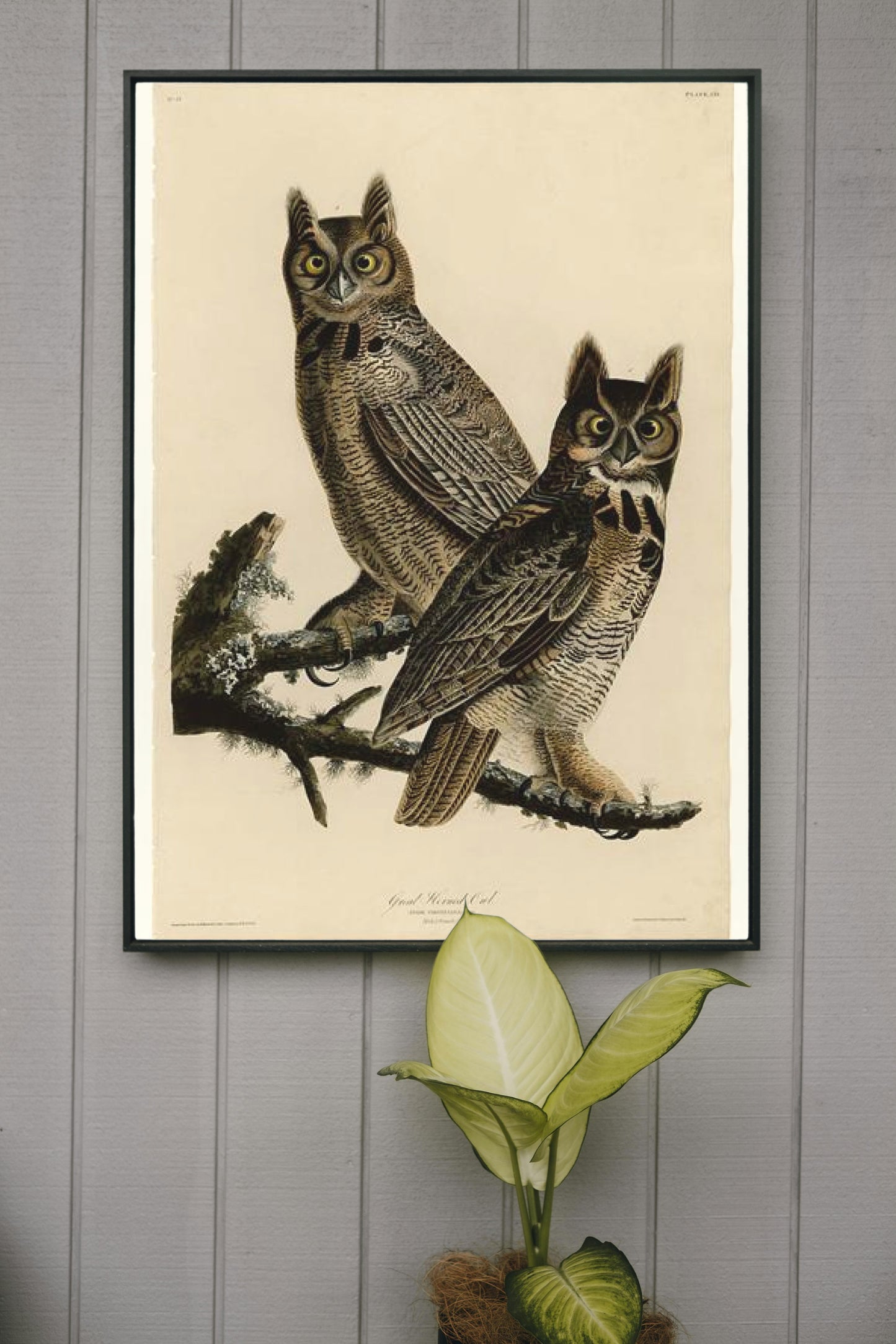 Plate 61. Great Horned Owl by John James Audubon Naturalism Art