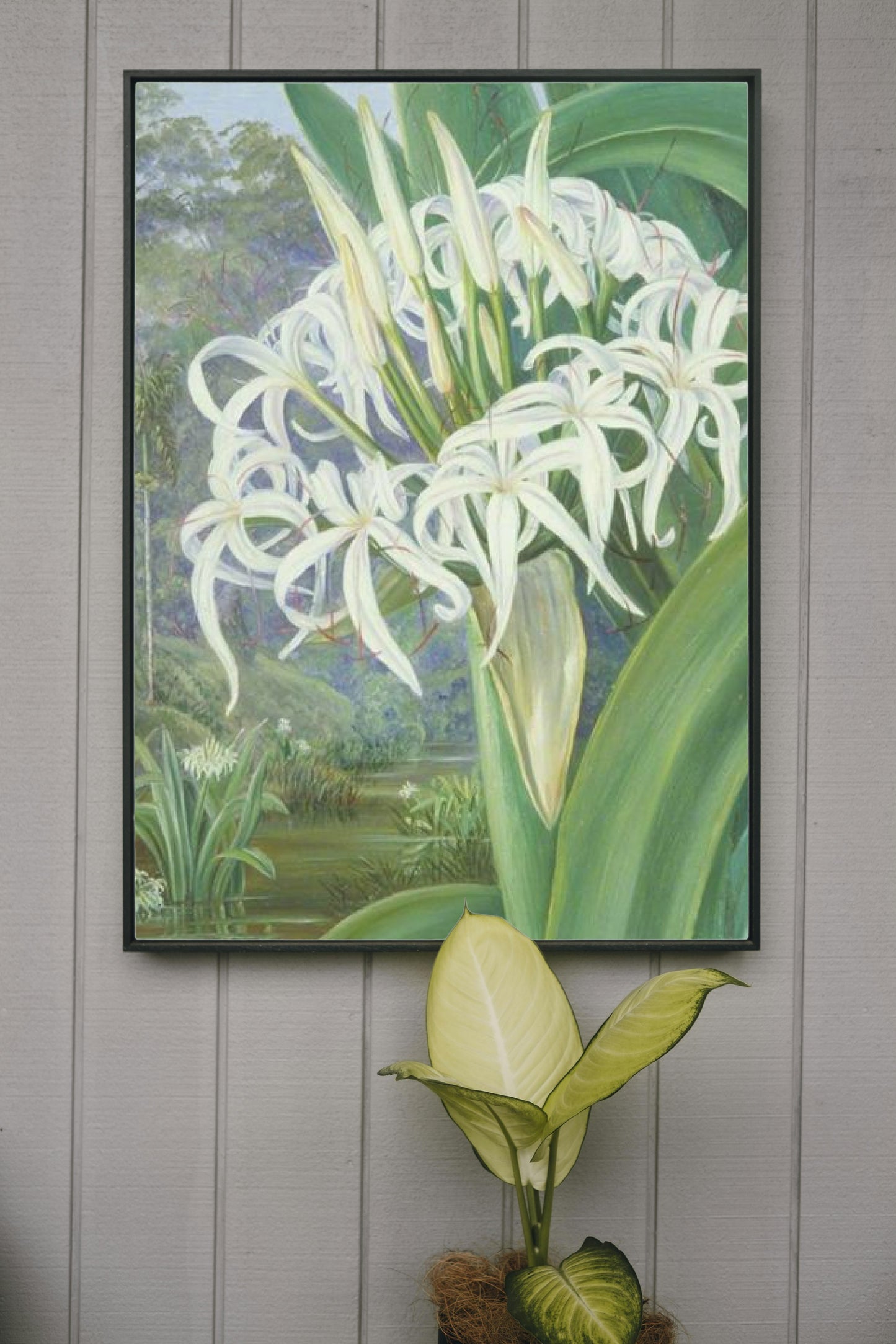 A Bornean Crinum by Marianne North Naturalism Art dated 1876