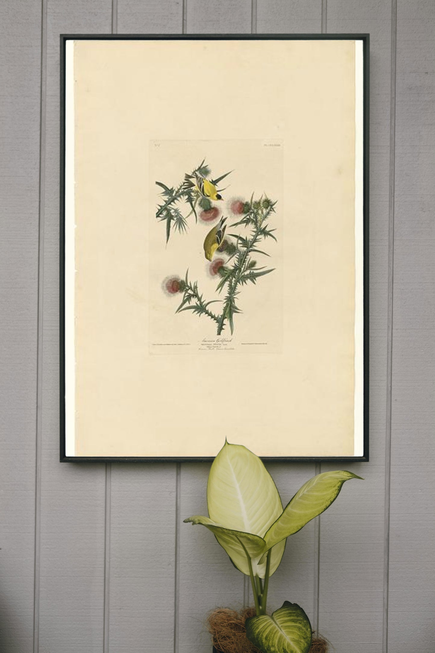 Plate 33. American Goldfinch by John James Audubon Naturalism Art