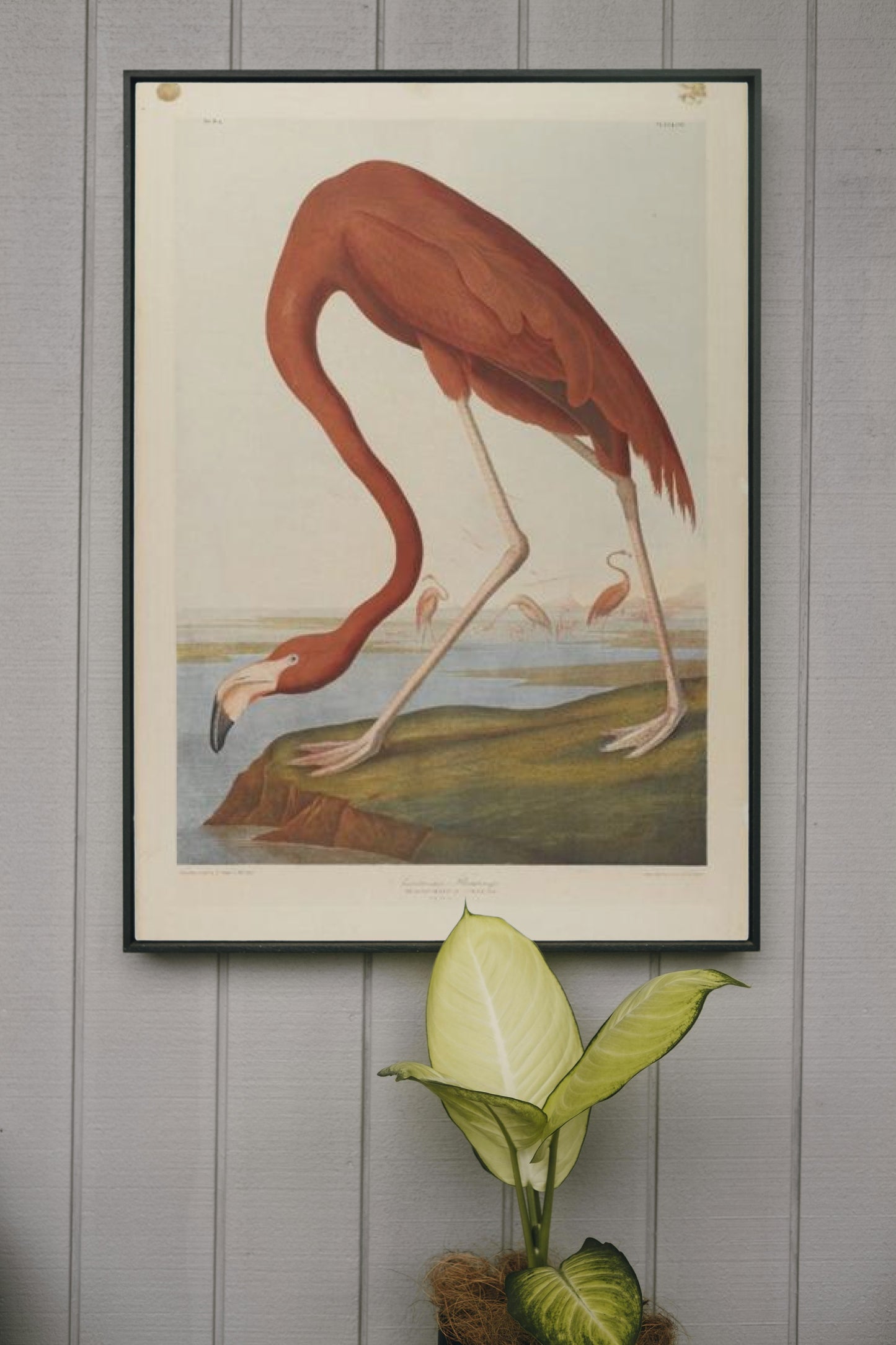 American Flamingo by John James Audubon Naturalism Art dated 1864