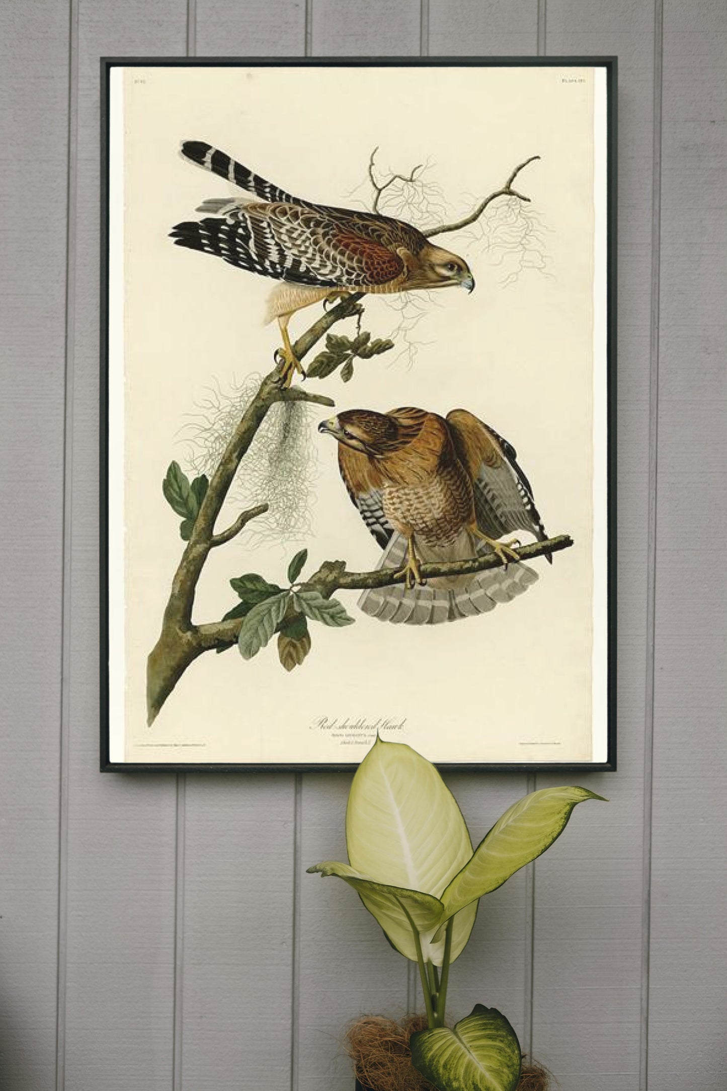 Plate 56. Red-shouldered Hawk by John James Audubon Naturalism Art