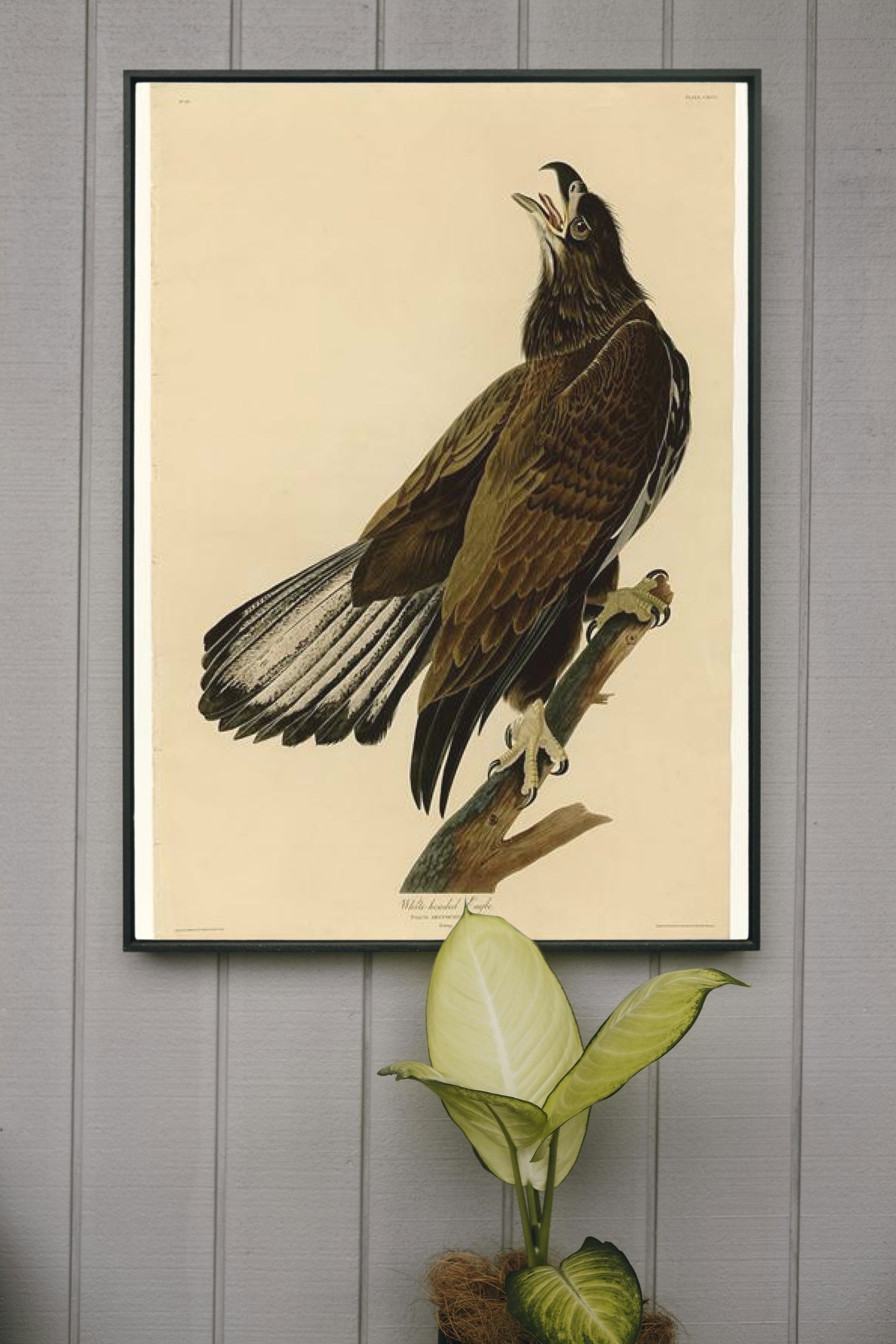 Plate 126 White-headed Eagle by John James Audubon Naturalism Art