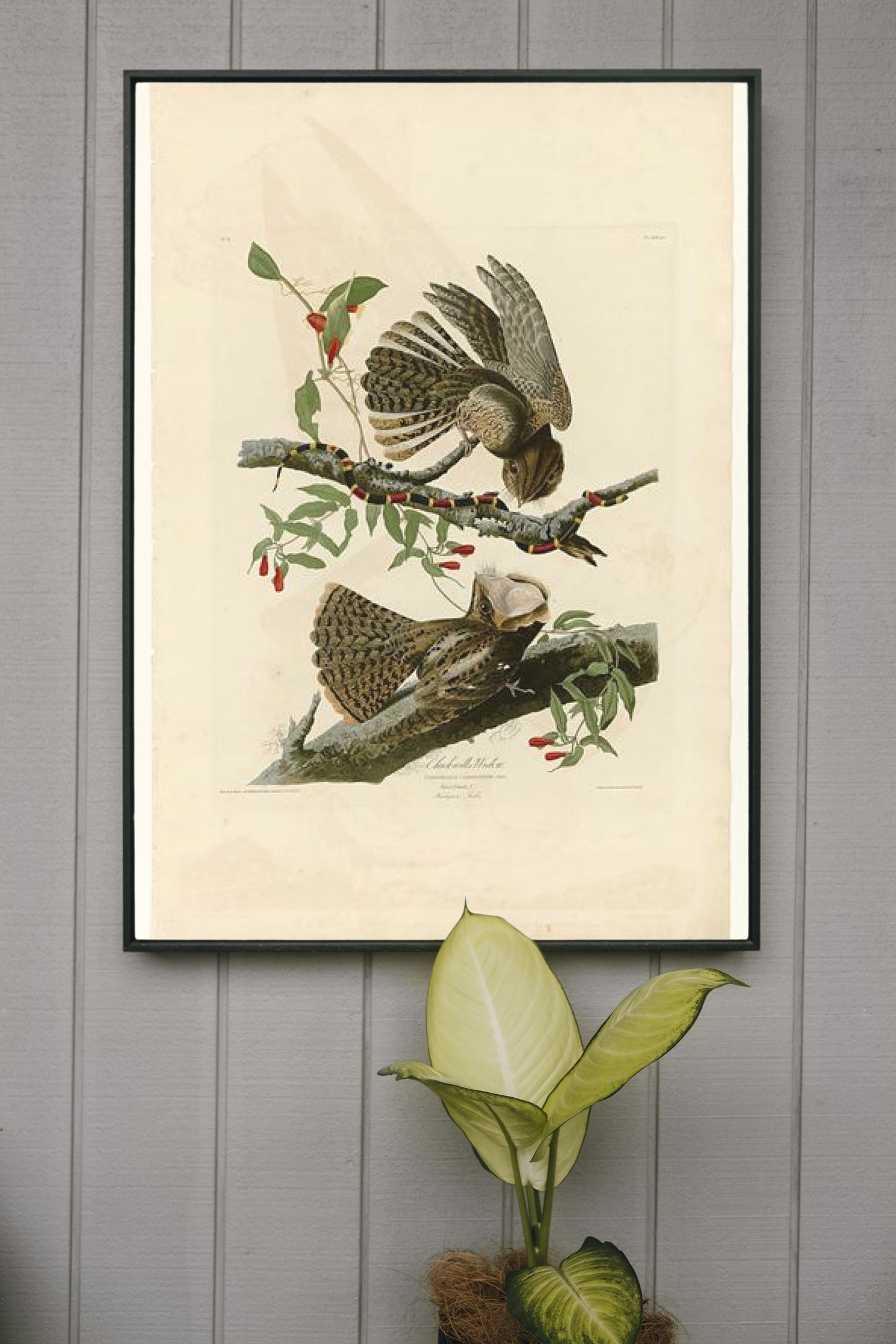 Plate 52. Chuck-will&#39;s Widow by John James Audubon Naturalism Art