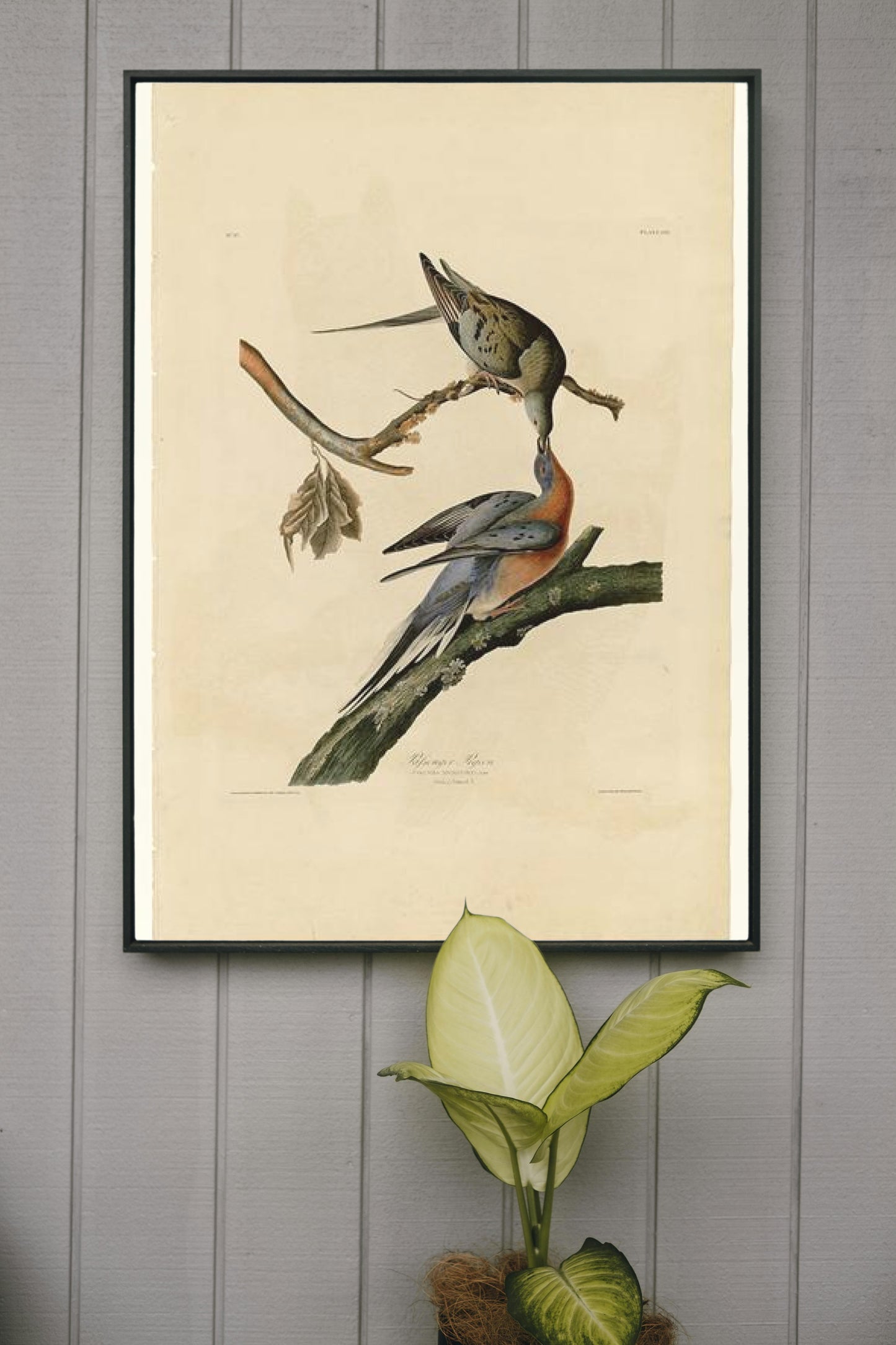 Plate 62. Passenger Pigeon by John James Audubon Naturalism Art