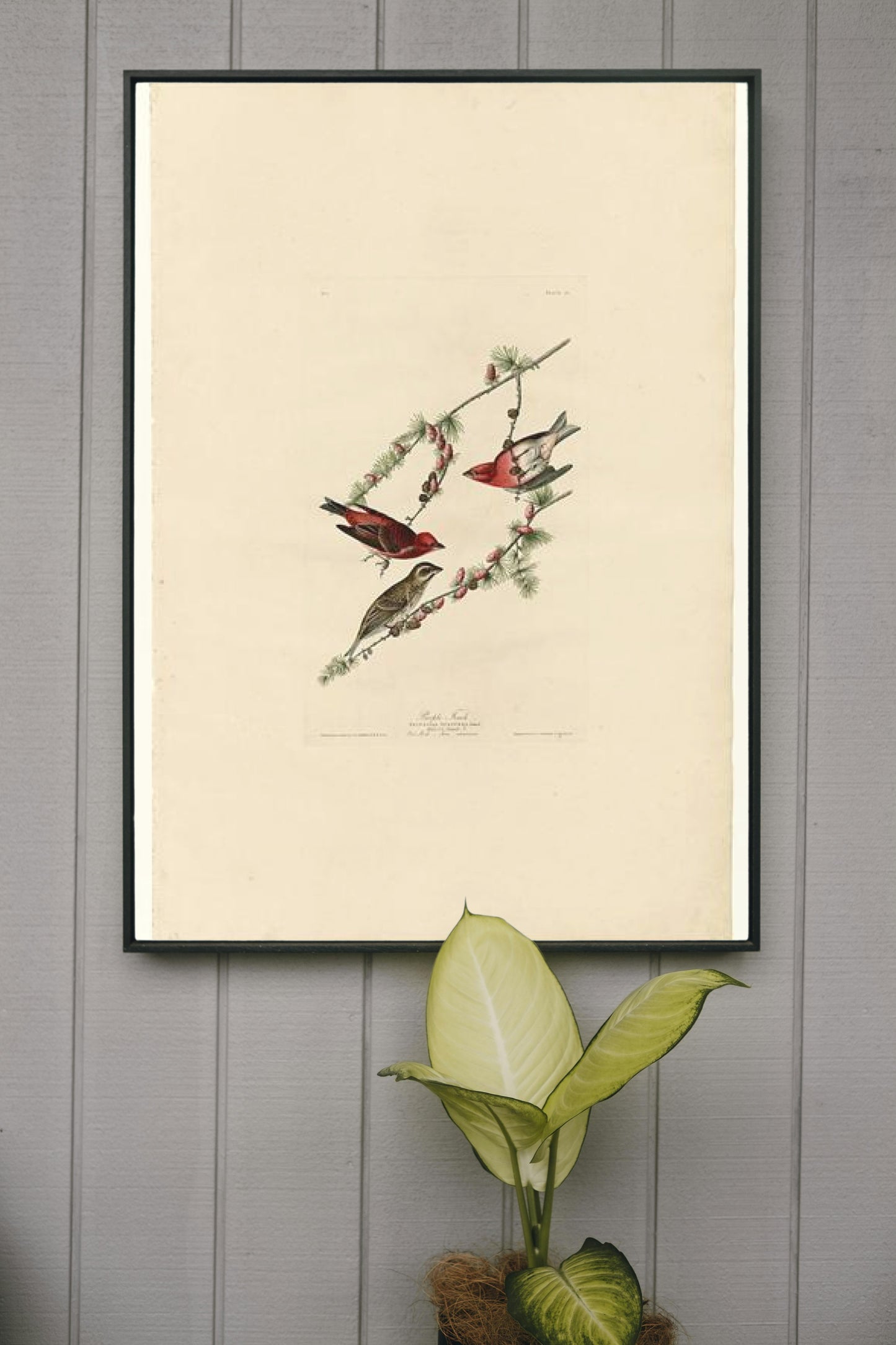 Plate 4. Purple Finch by John James Audubon Naturalism Art