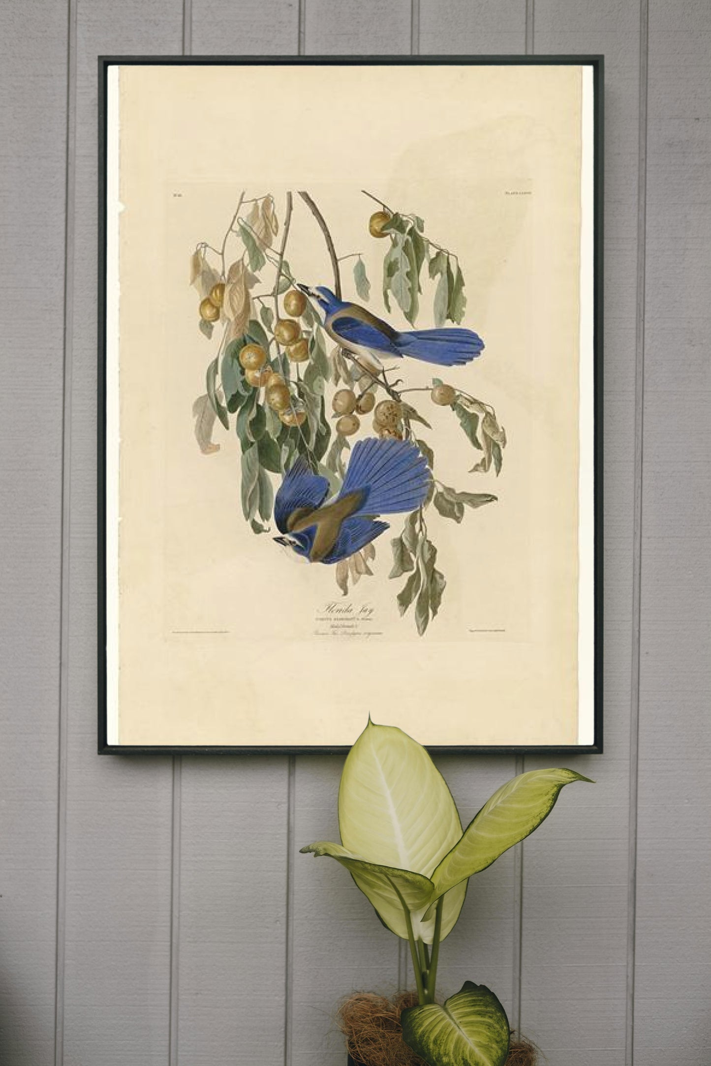 Plate 87 Florida Jay by John James Audubon Naturalism Art