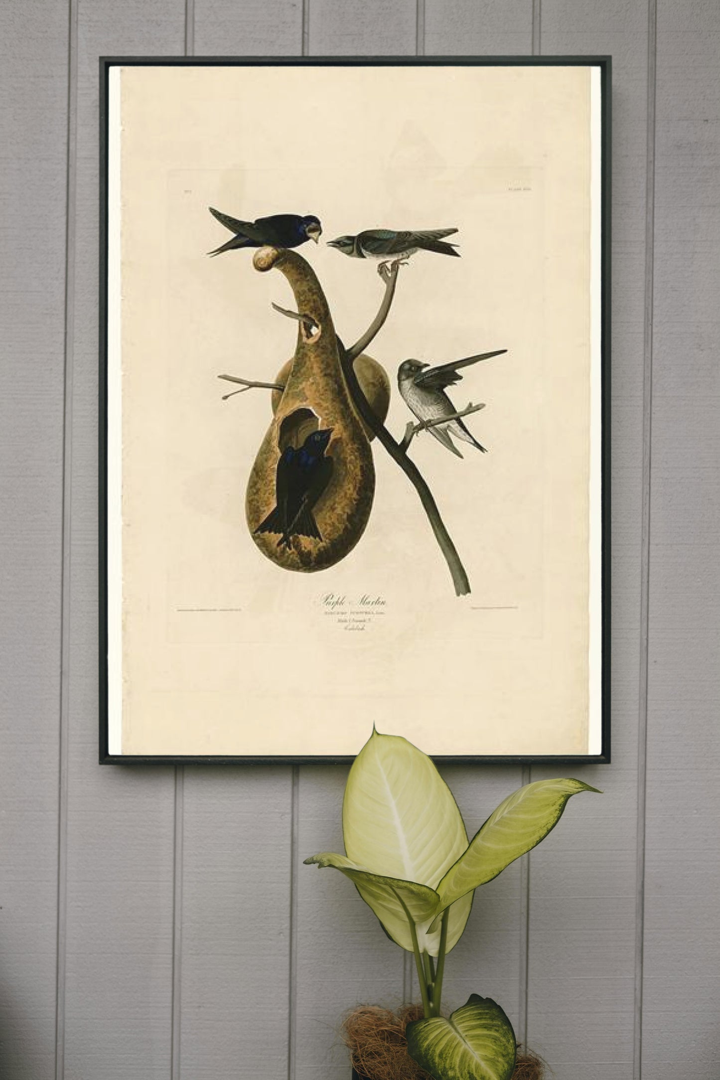 Plate 22. Purple Martin by John James Audubon Naturalism Art