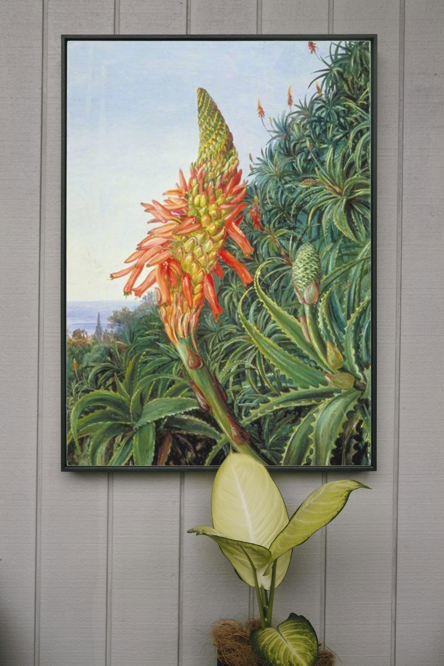 Common Aloe in Flower, Teneriffe by Marianne North Naturalism Art dated 1875