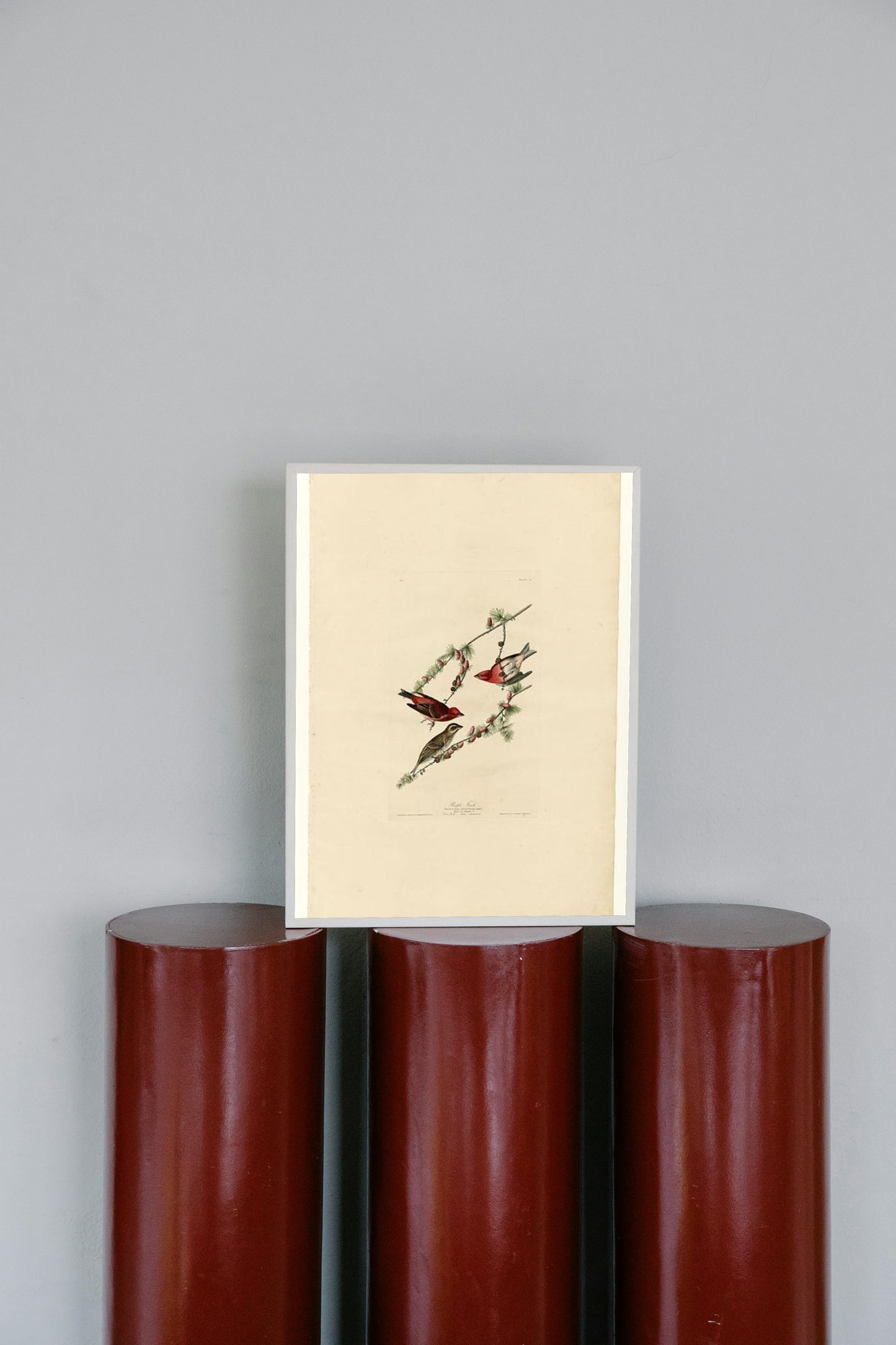 Plate 4. Purple Finch by John James Audubon Naturalism Art